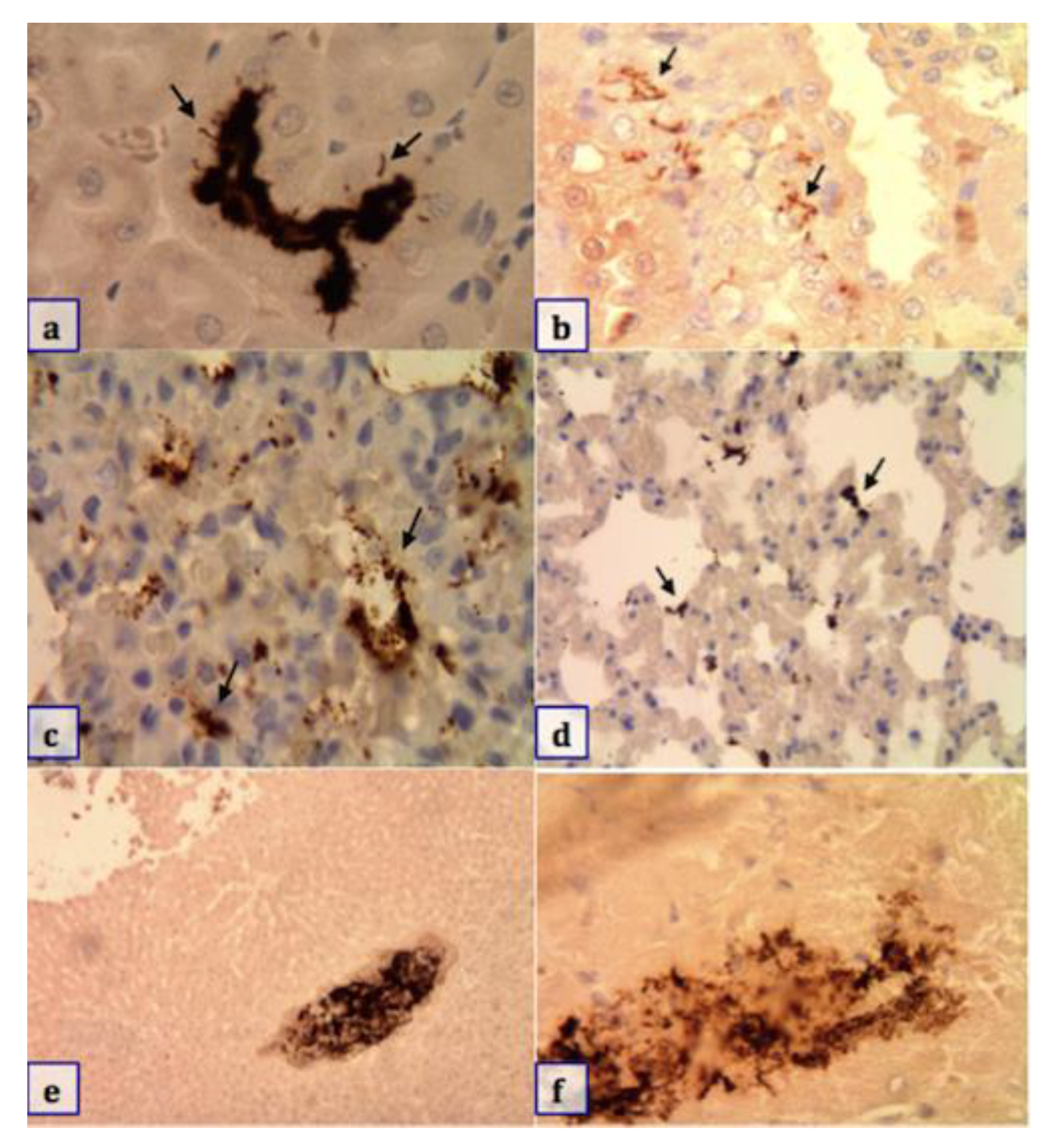 Animals 10 02133 g003