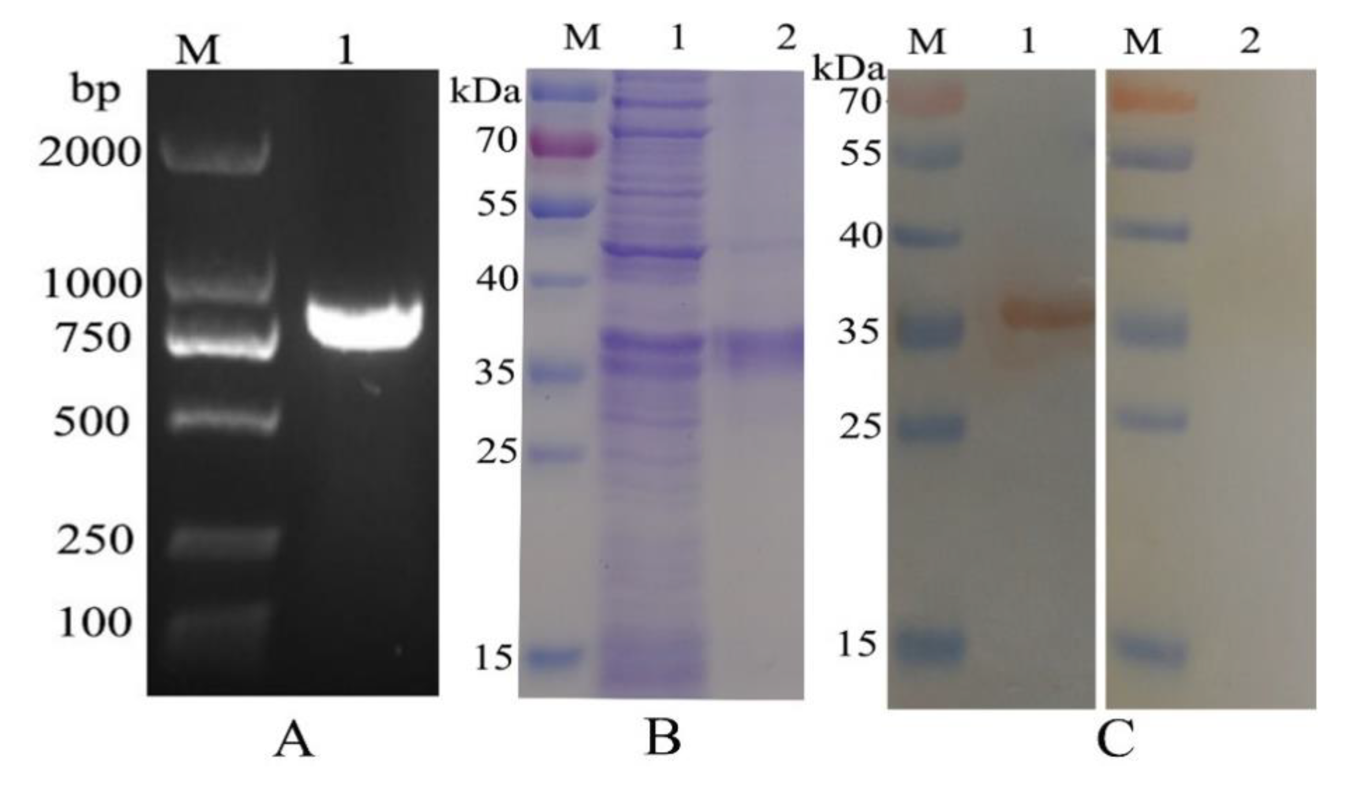 Animals 10 02137 g001 Animals 10 02137 g001