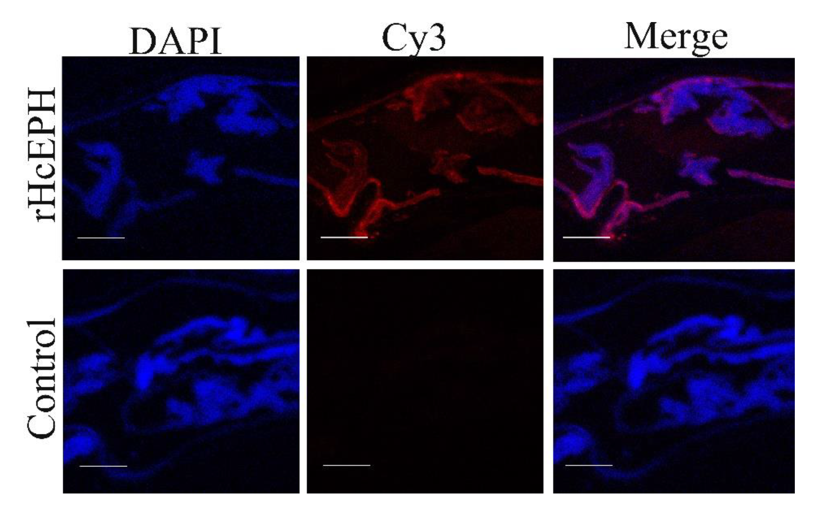 Animals 10 02137 g002 Animals 10 02137 g002