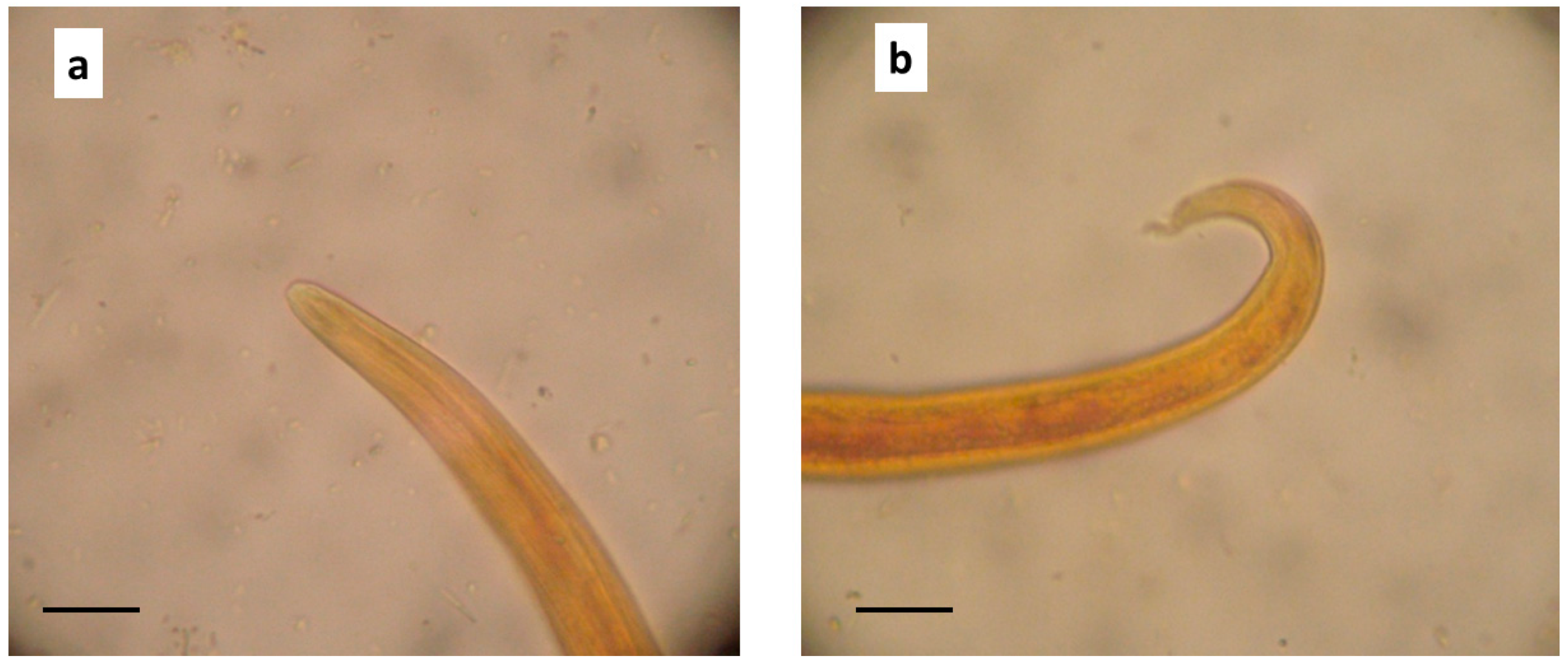 Animals 10 02263 g003