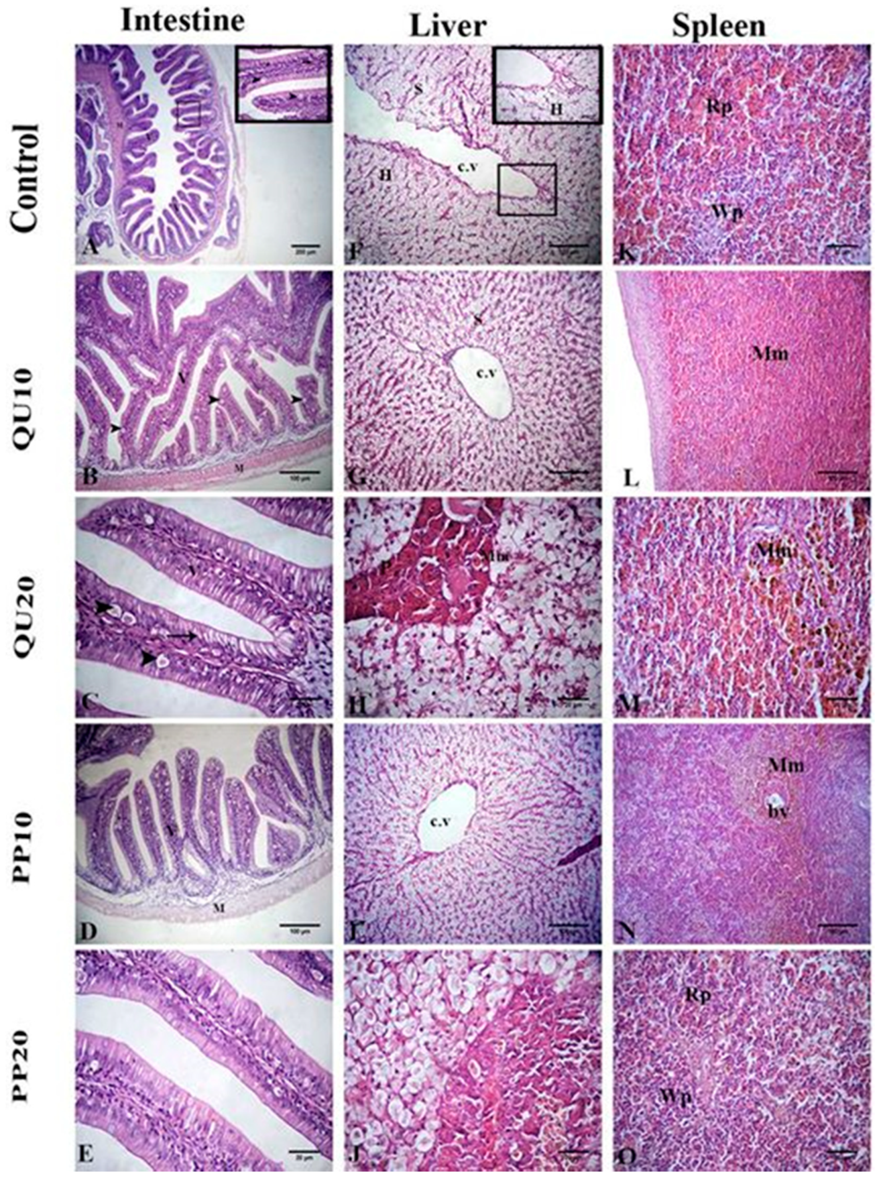 Animals 10 02266 g005