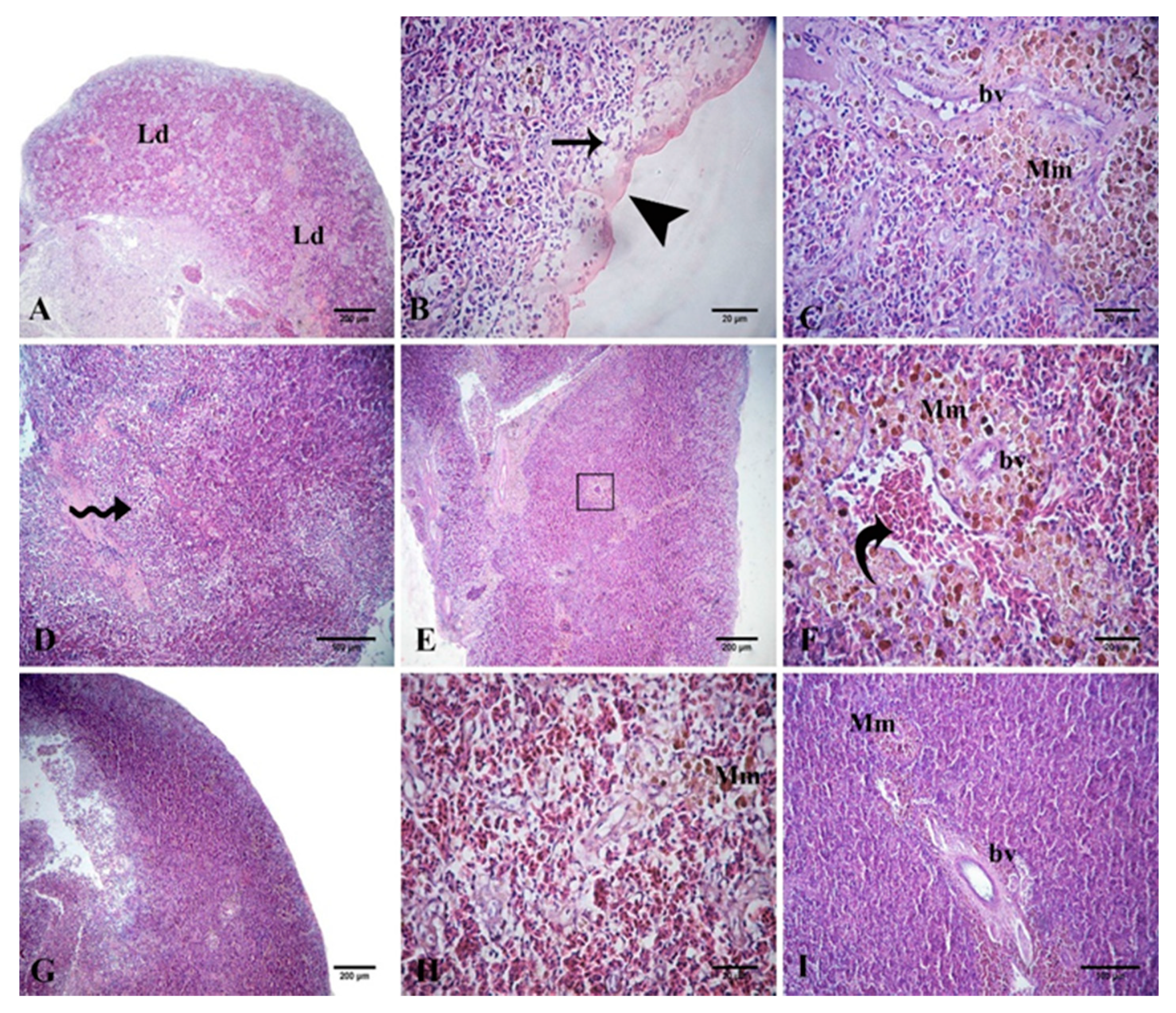 Animals 10 02266 g007