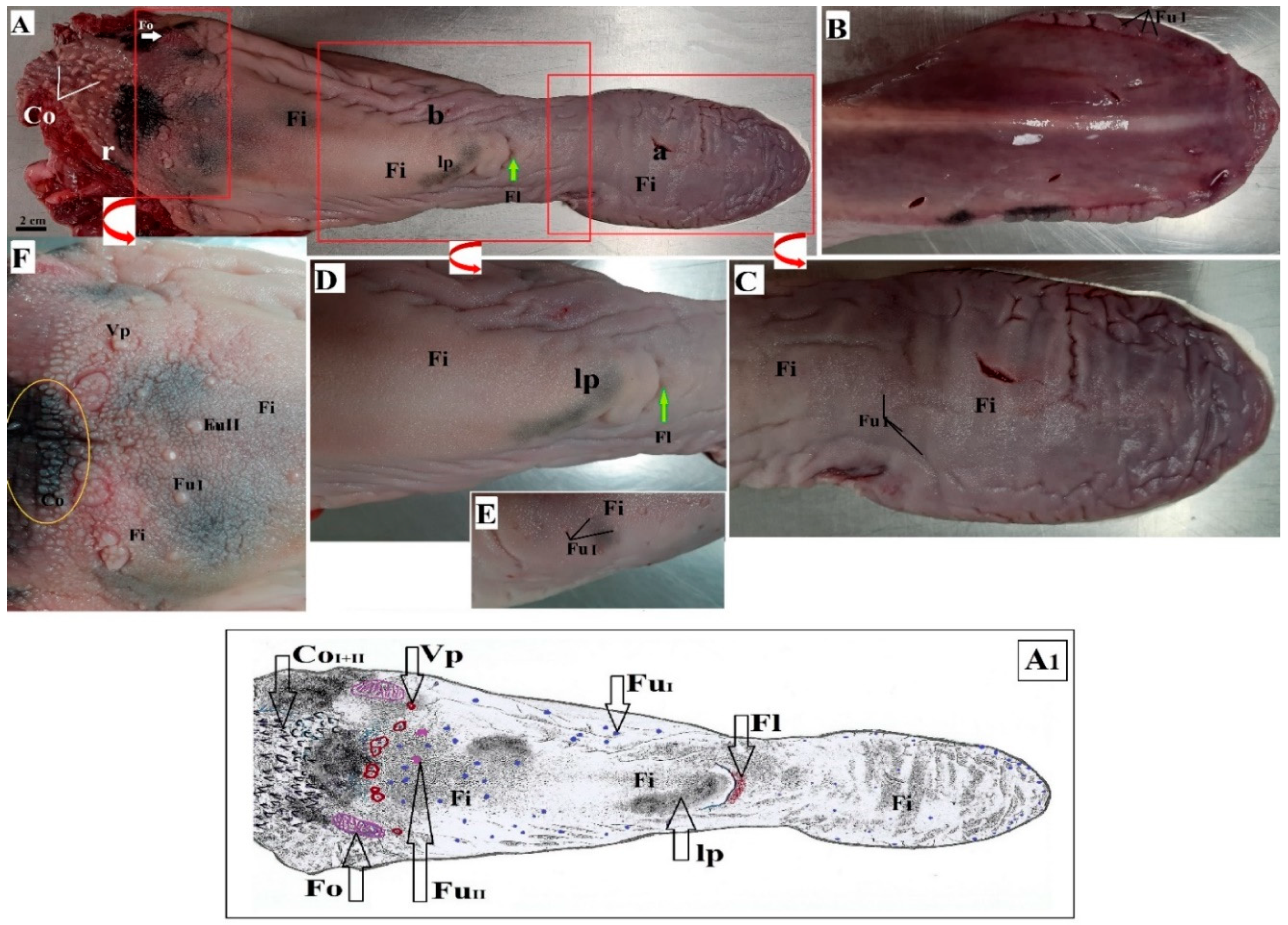 Animals 10 02297 g001