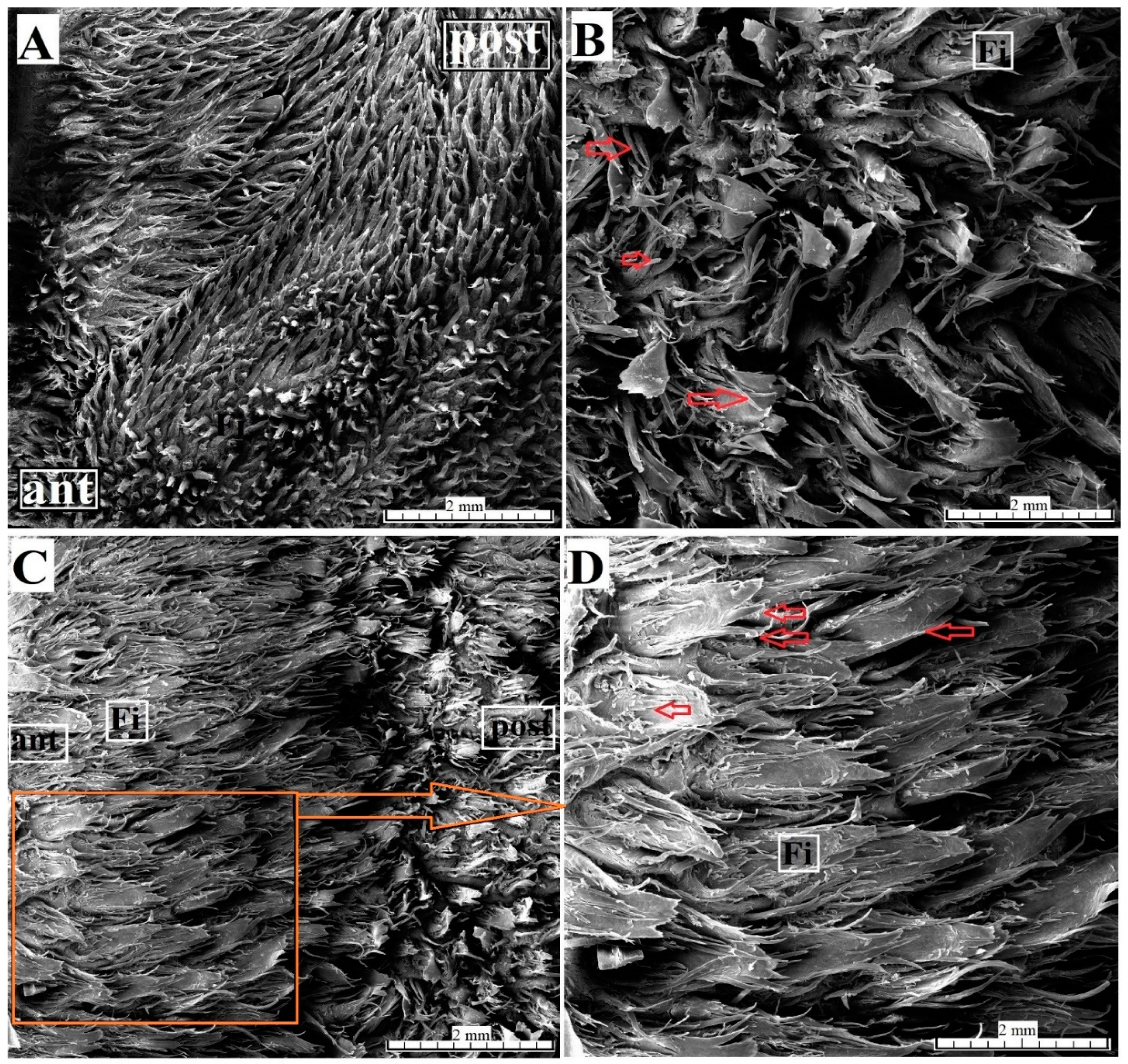Animals 10 02297 g003