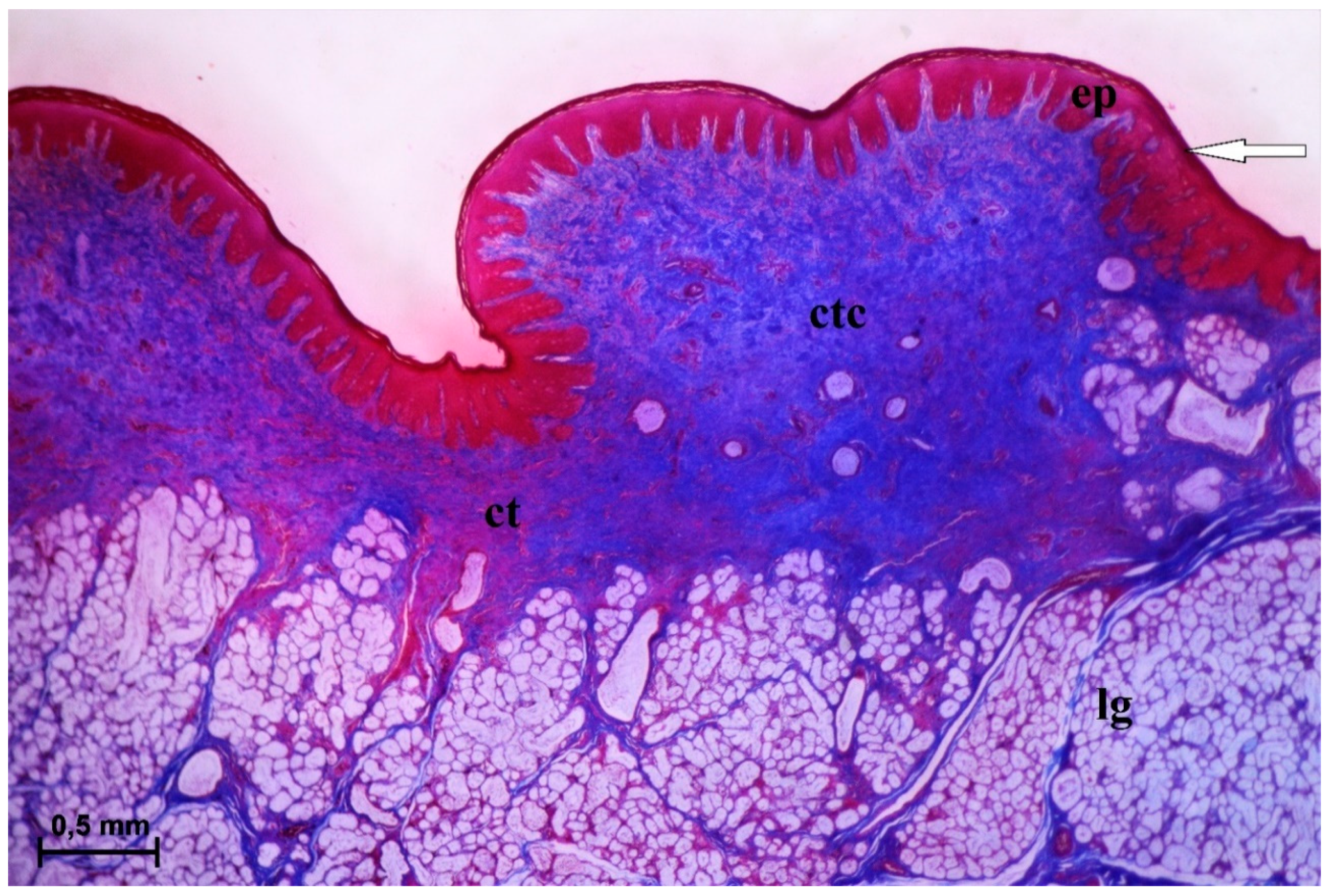 Animals 10 02297 g004