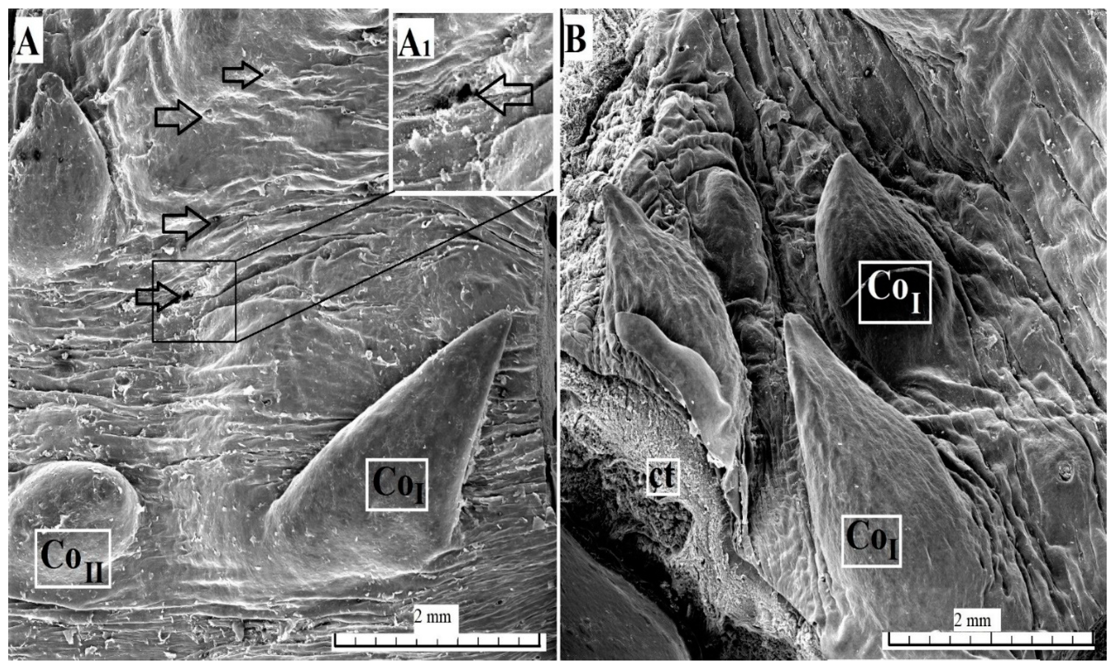 Animals 10 02297 g005