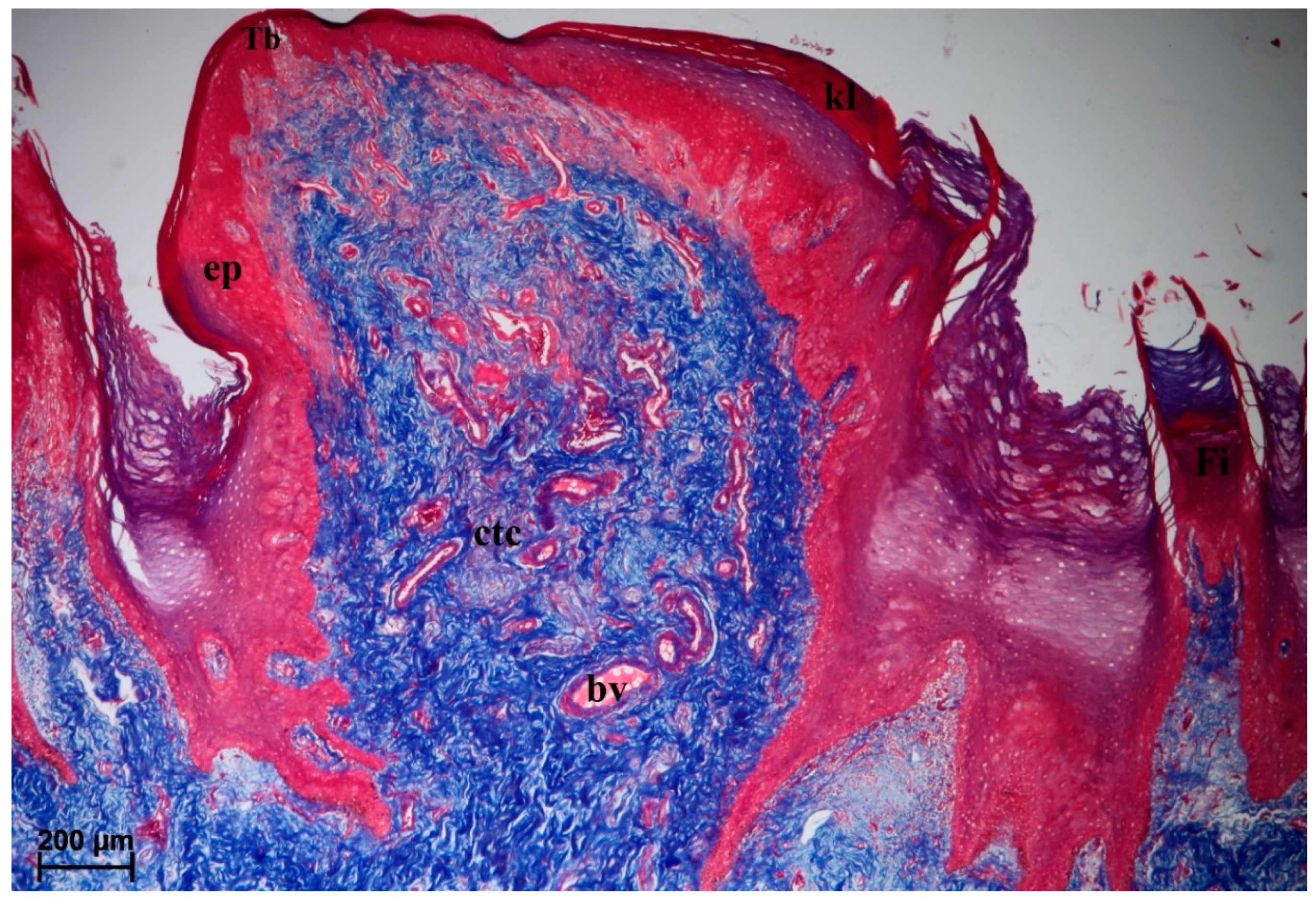 Animals 10 02297 g006