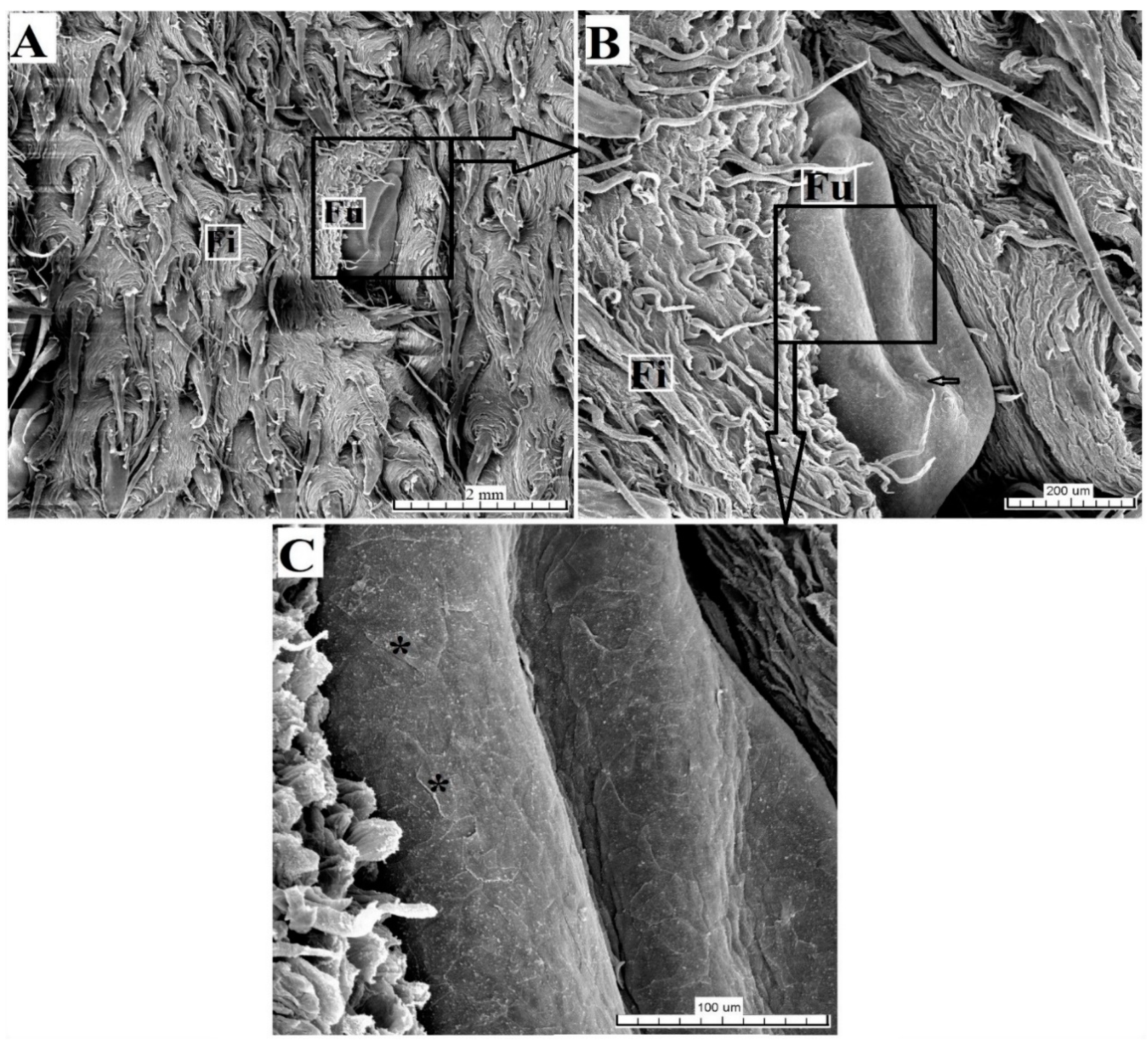 Animals 10 02297 g007