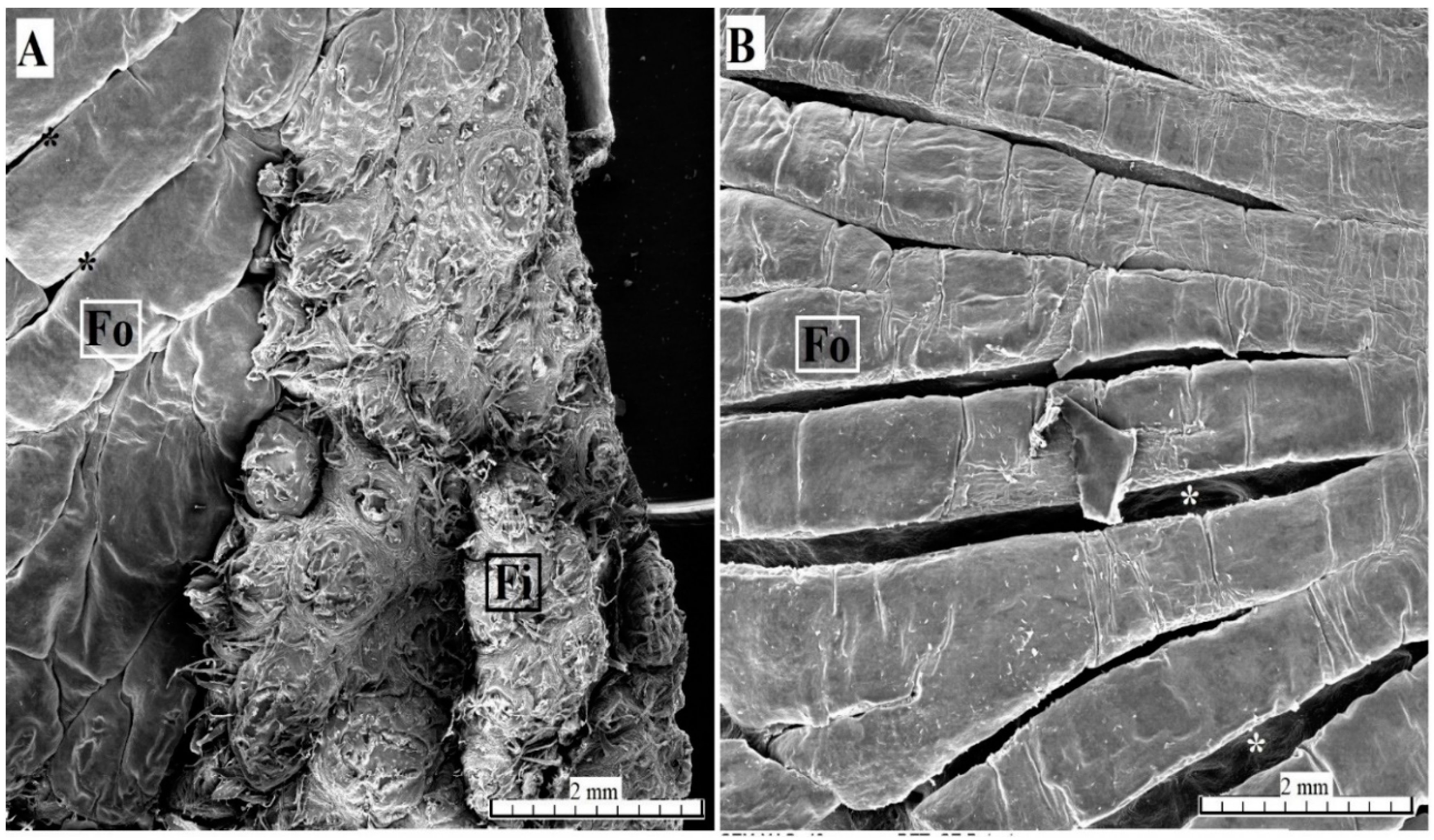 Animals 10 02297 g011