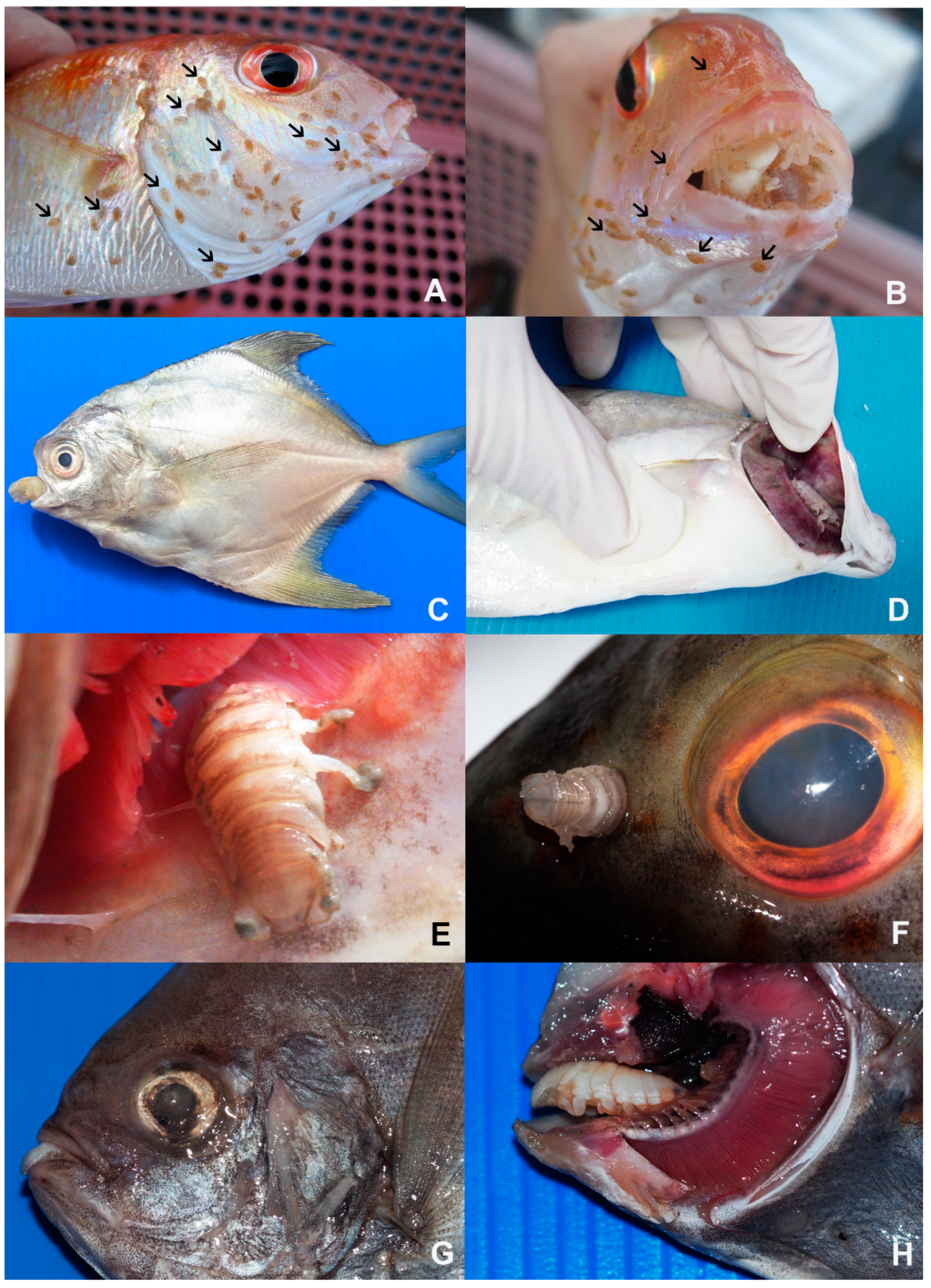 Animals 10 02298 g002