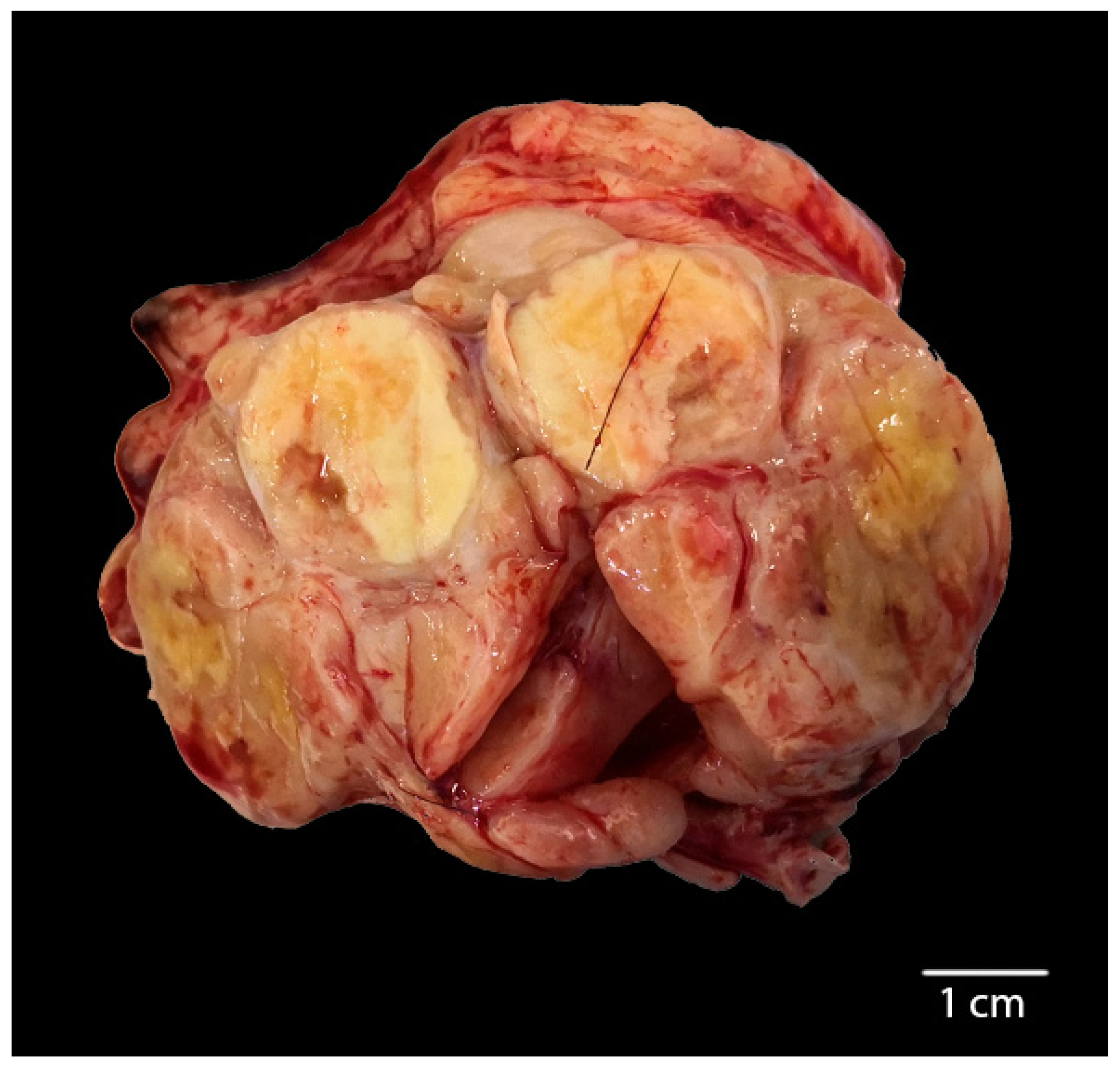 Animals 10 02318 g001