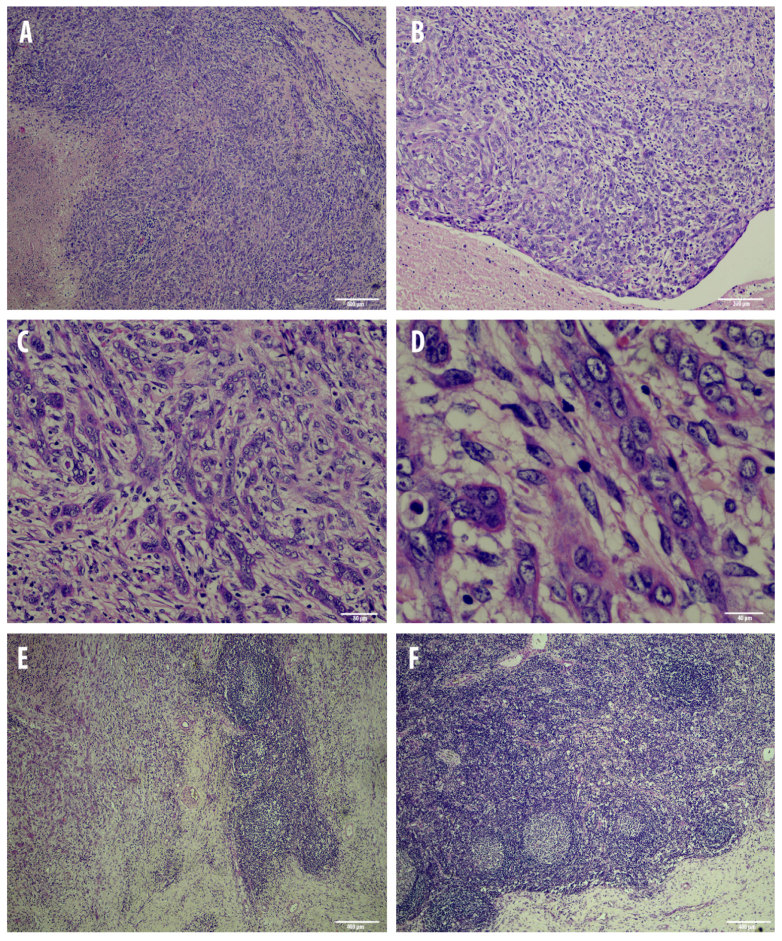 Animals 10 02318 g002