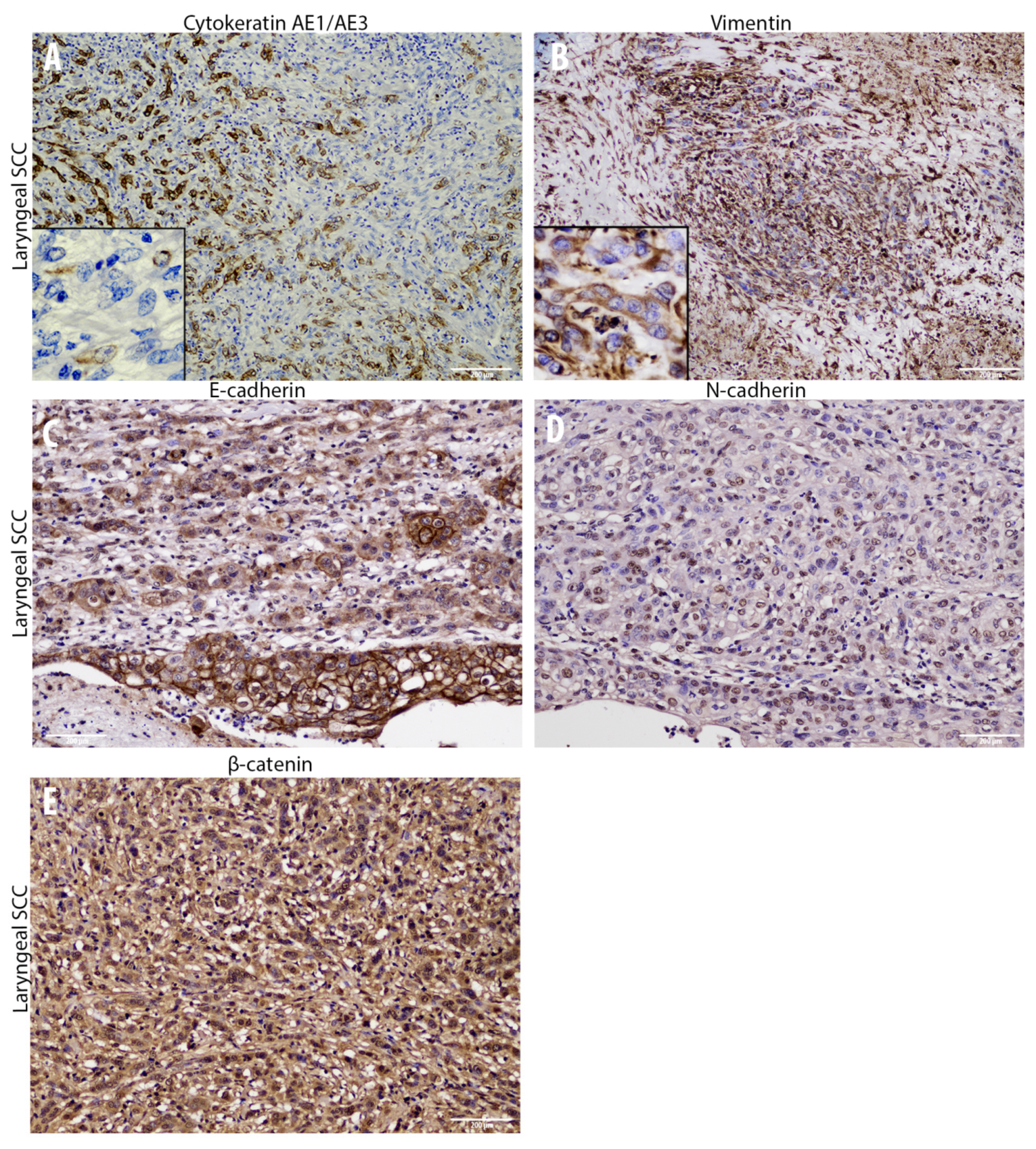 Animals 10 02318 g003