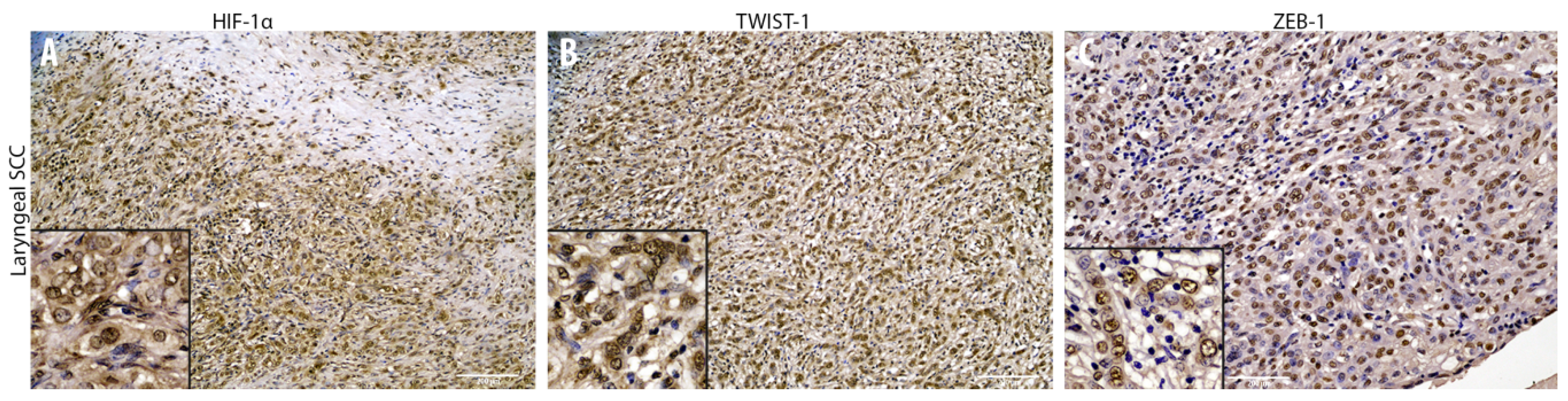 Animals 10 02318 g004