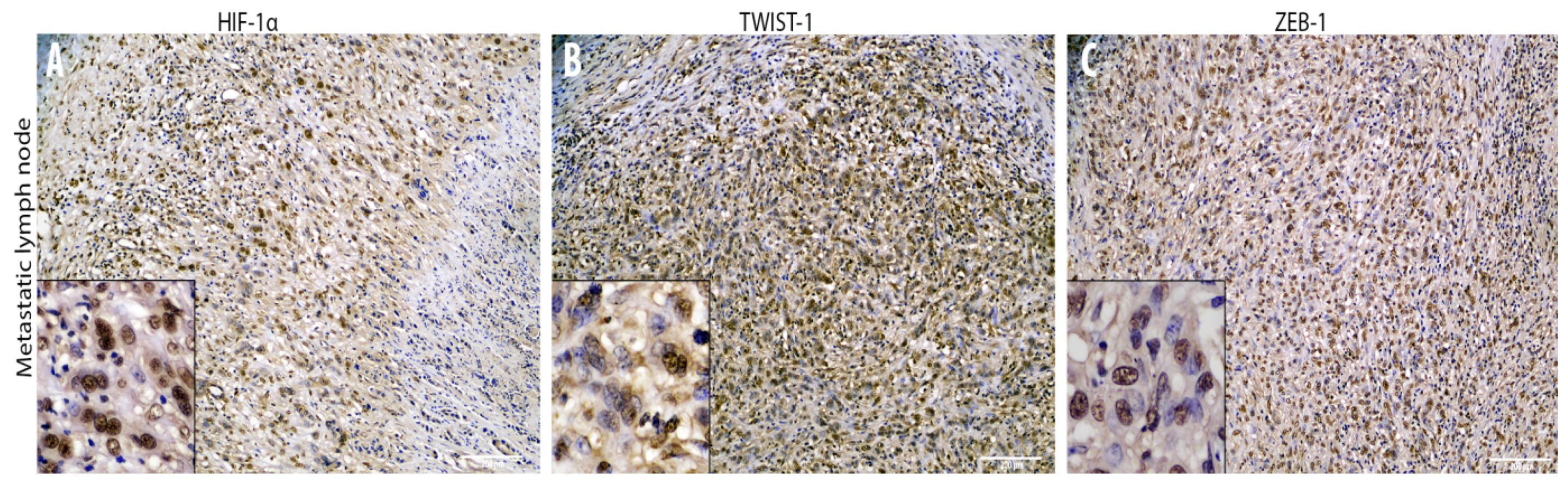 Animals 10 02318 g006