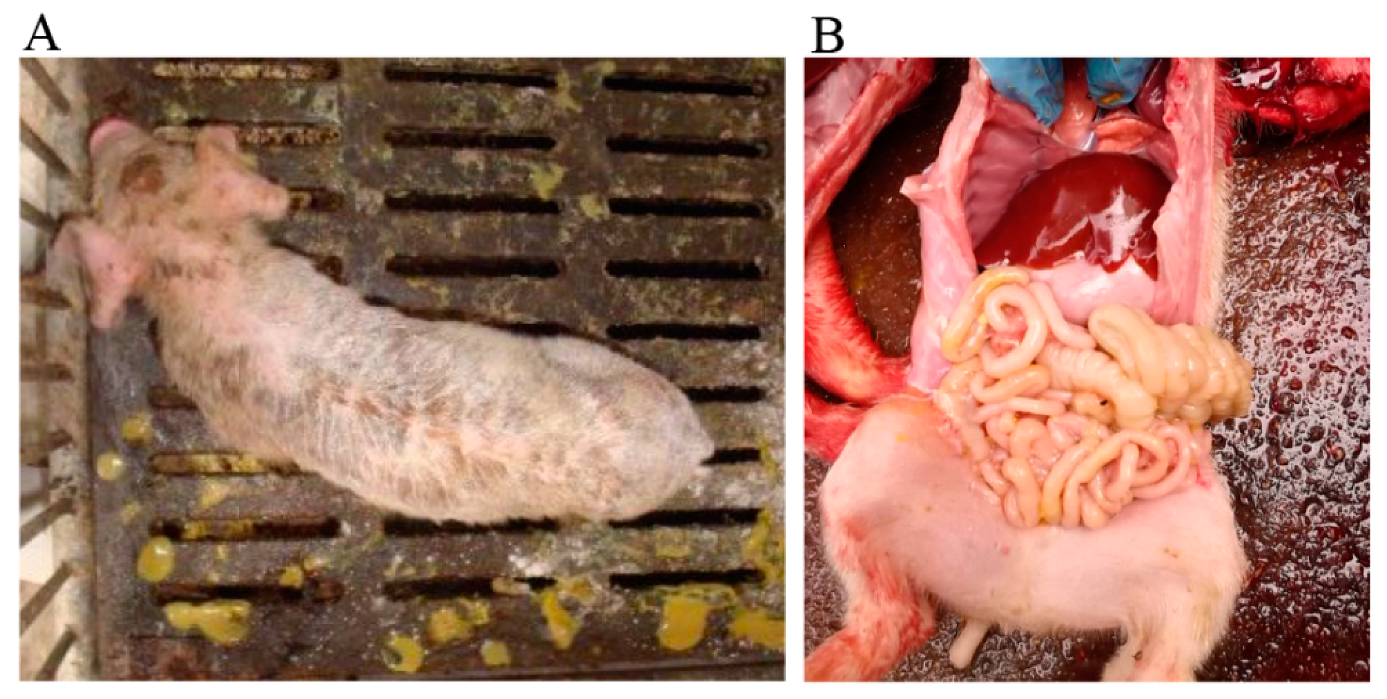 Animals 10 02324 g003