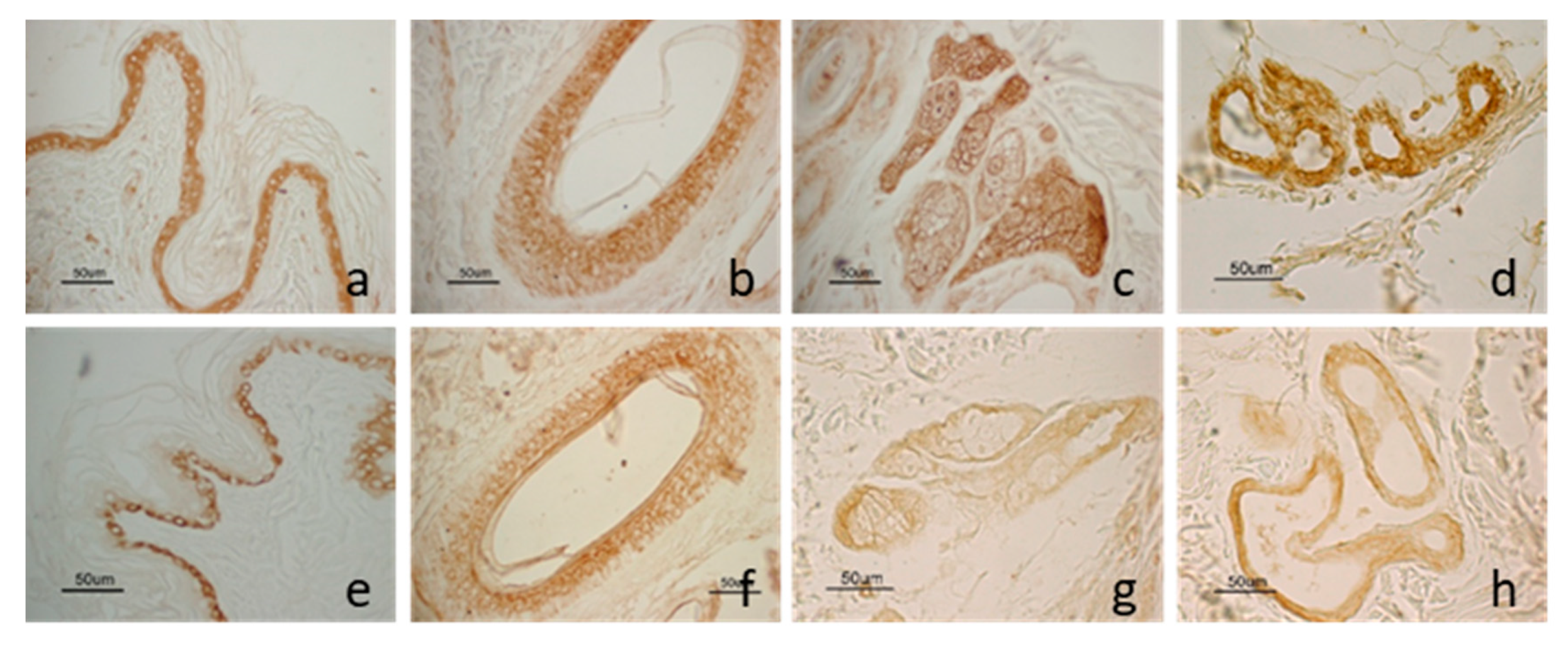 Animals 10 02338 g002