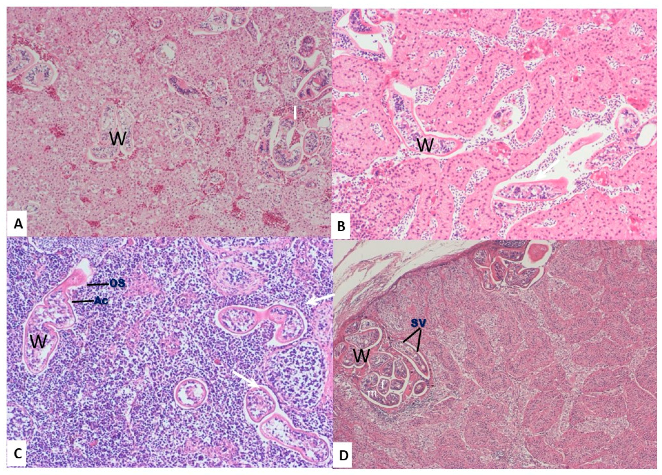 Animals 10 02361 g003