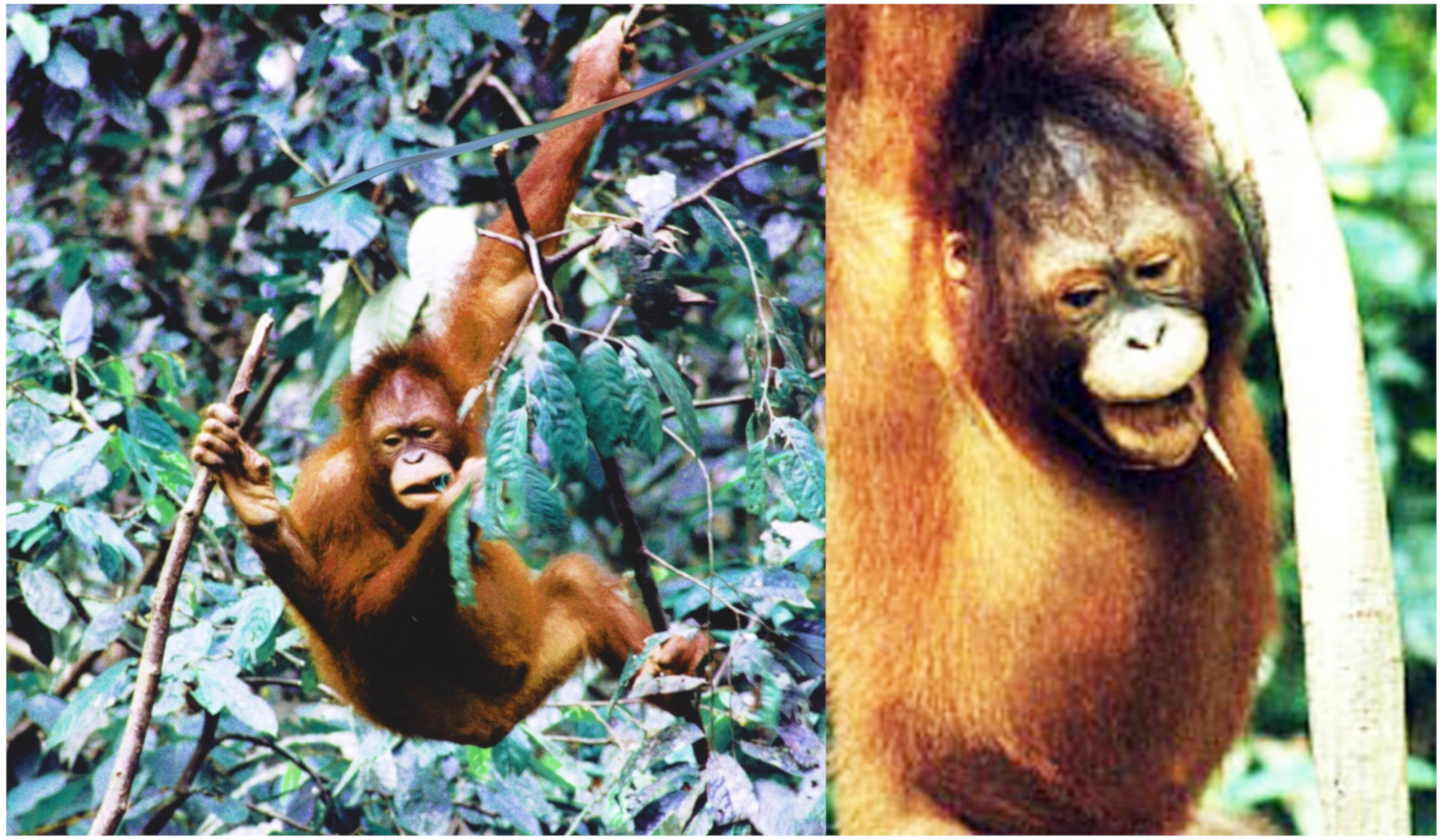 Animals 10 02369 g001 Animals 10 02369 g001