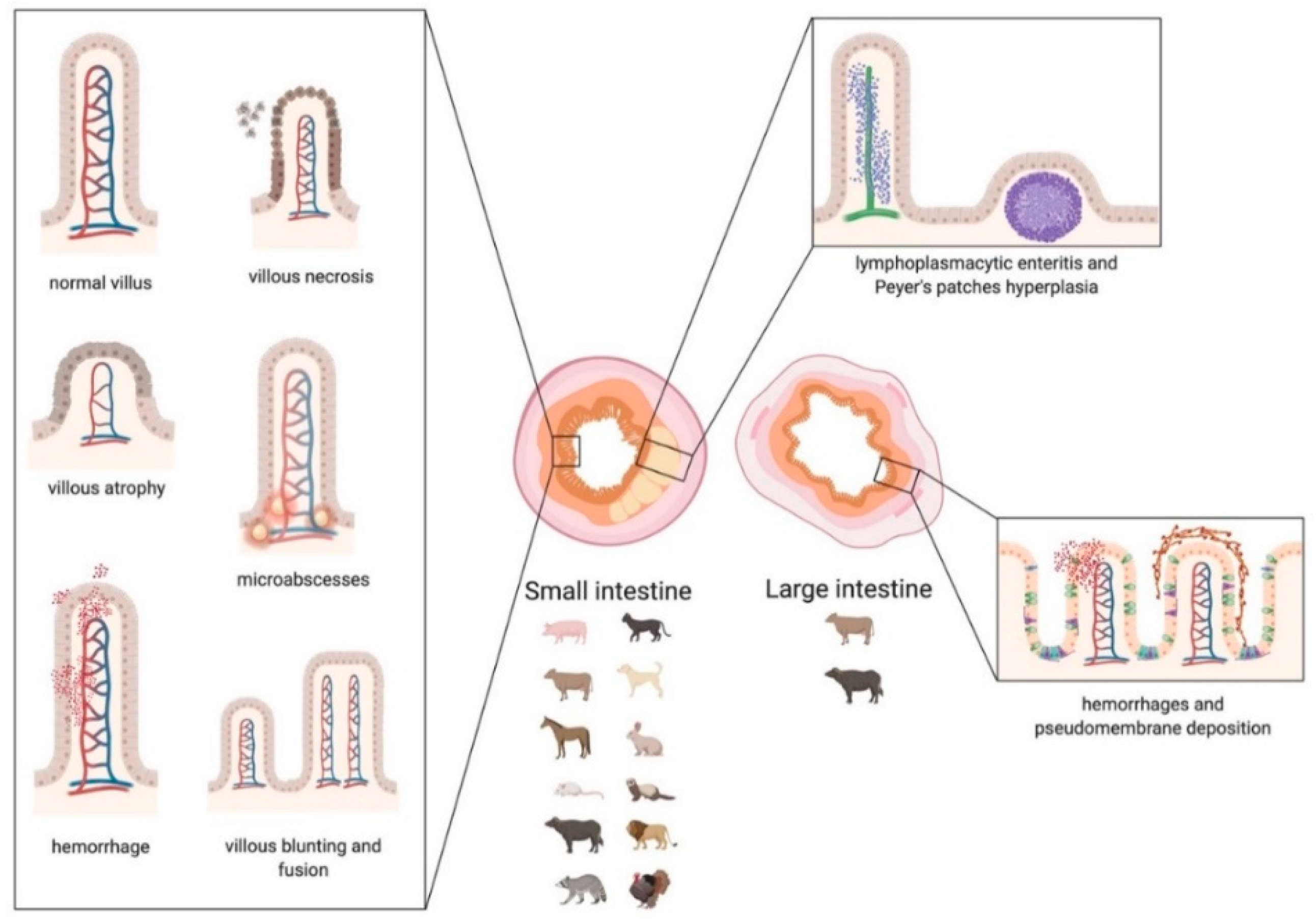 Animals 10 02377 sch004