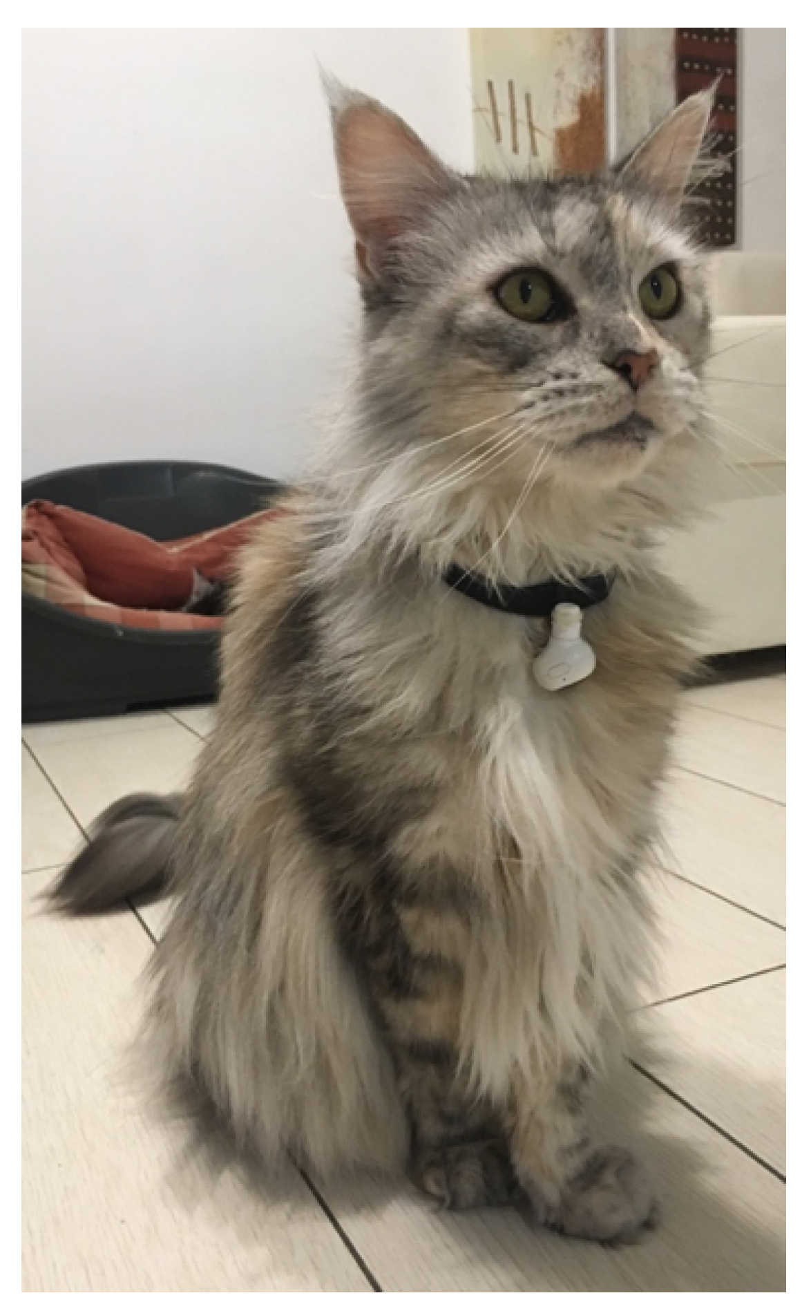 Animals 10 02390 g001