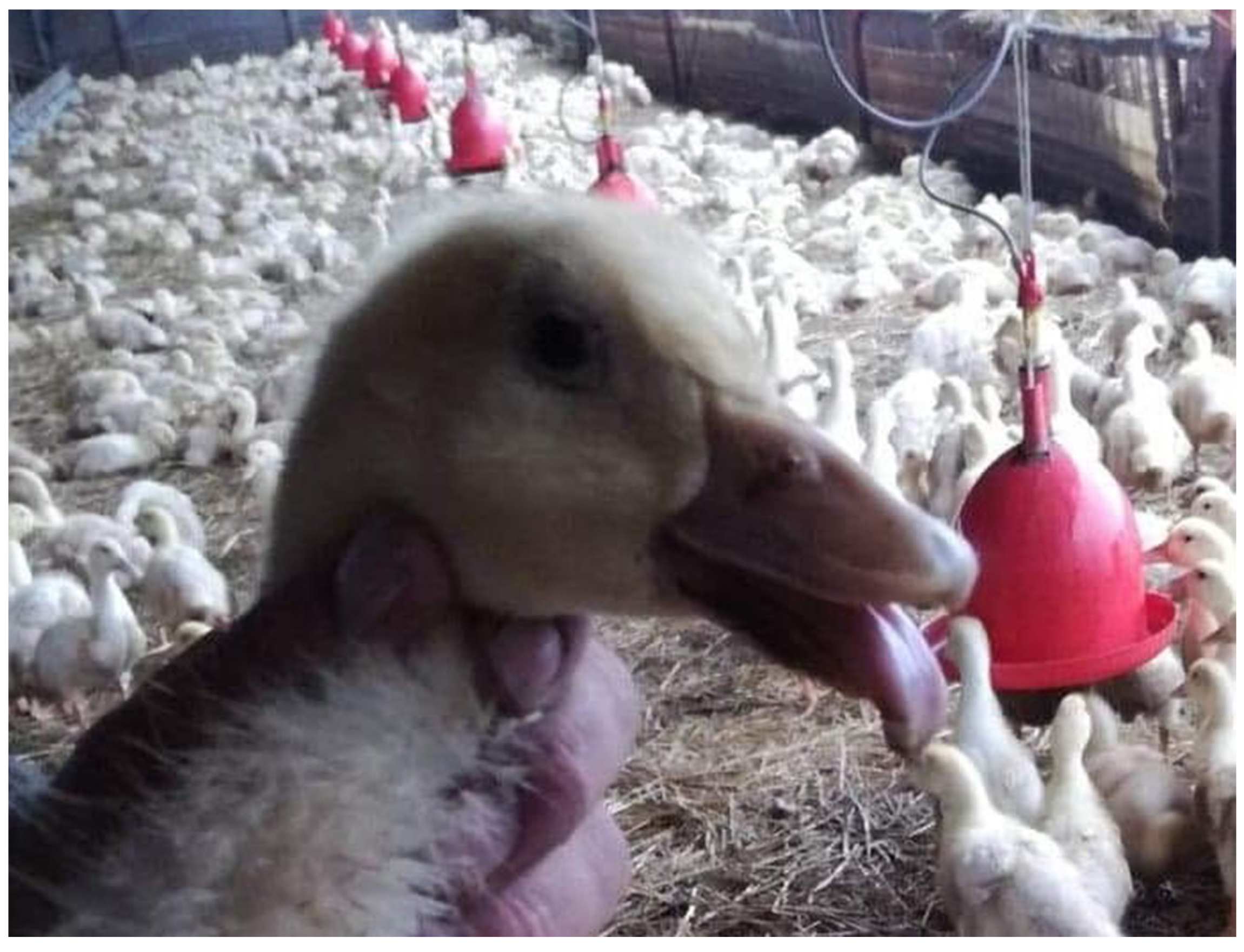 Animals 10 02397 g001