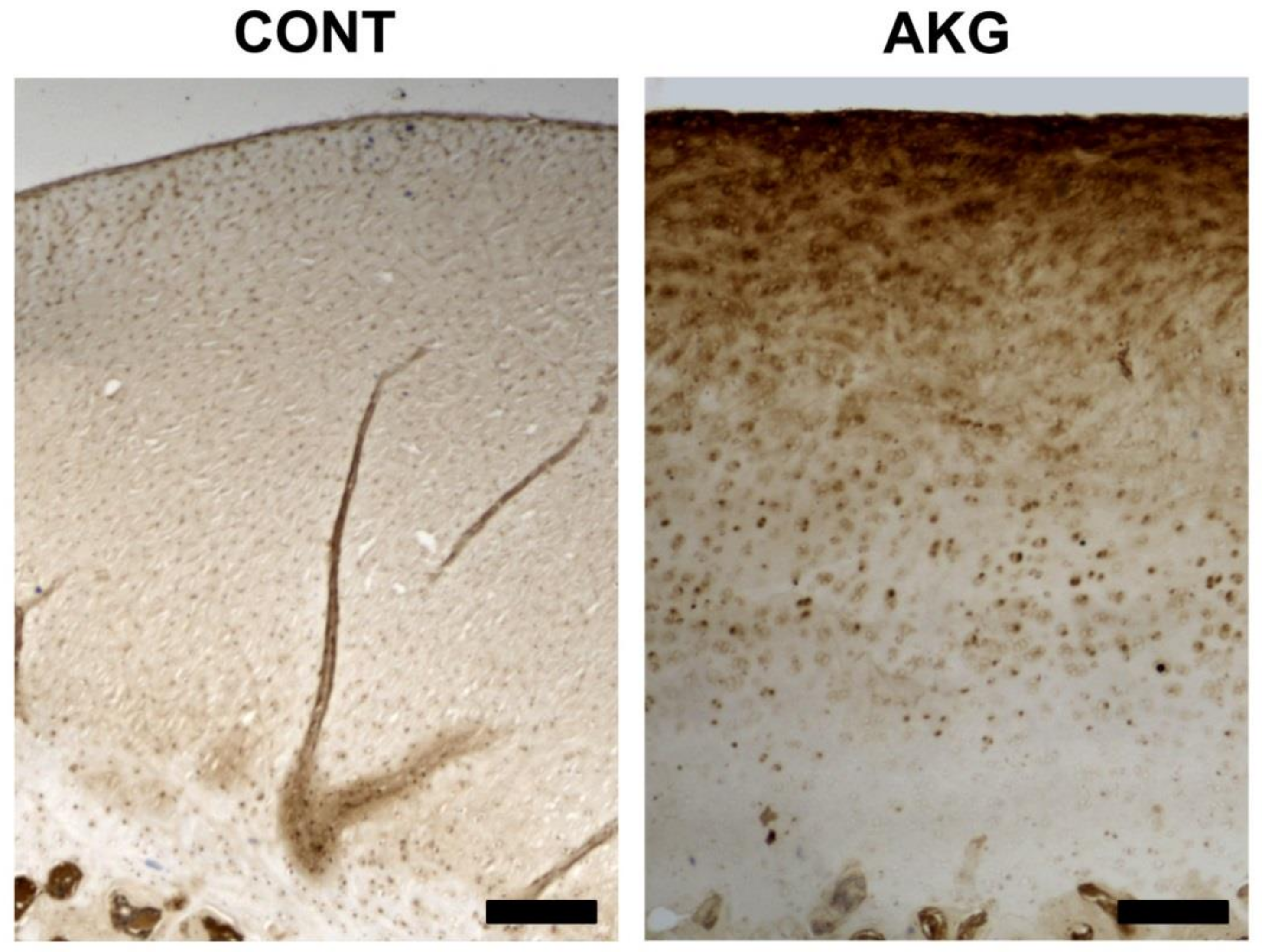 Animals 10 02420 g005