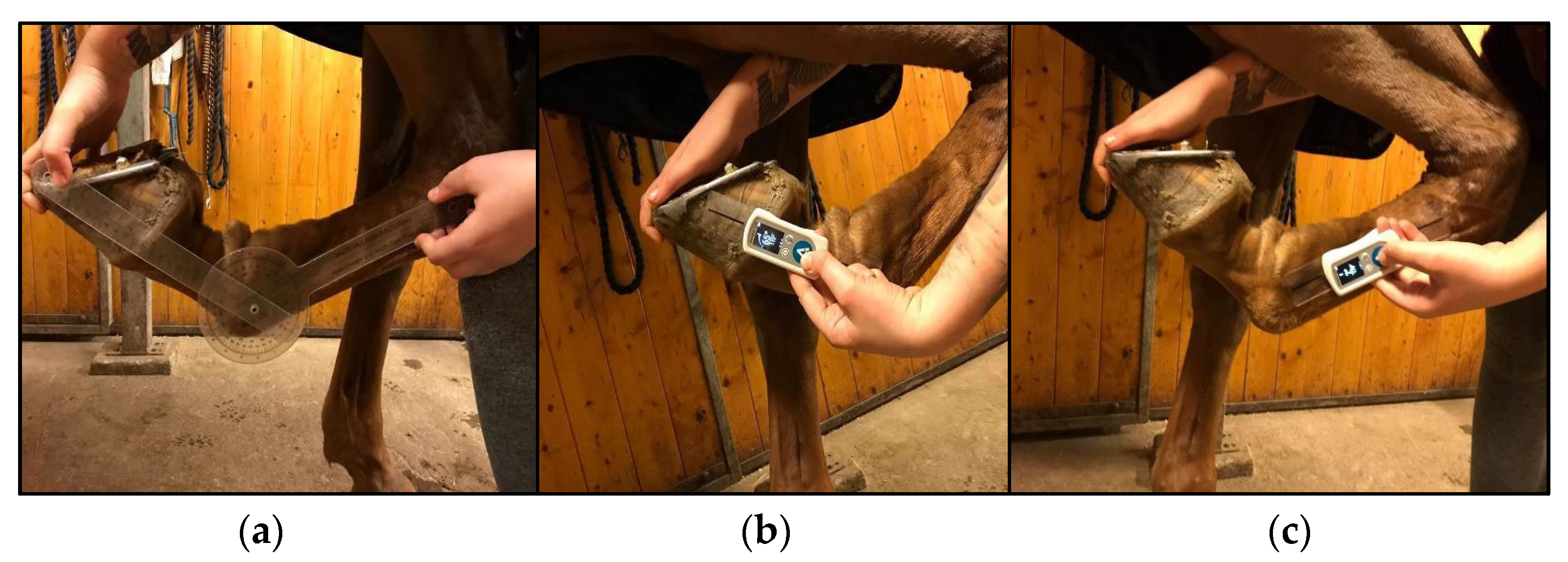 Animals 10 02436 g002