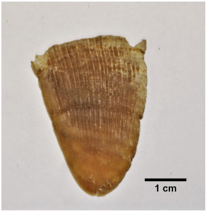 Animals 11 00025 i002