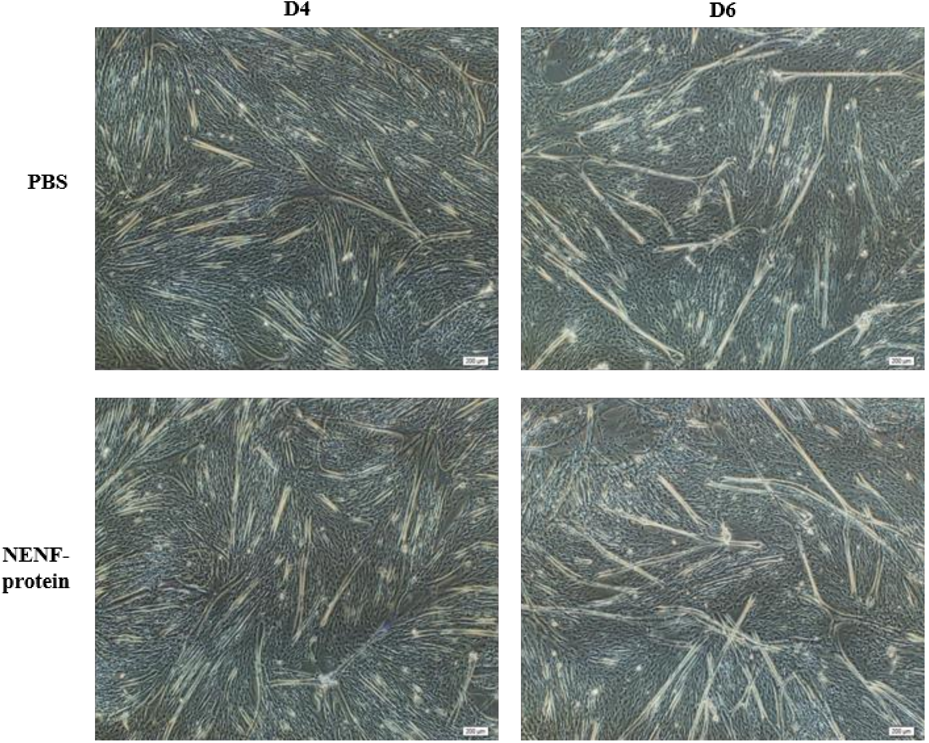 Animals 11 00034 g005 Animals 11 00034 g005