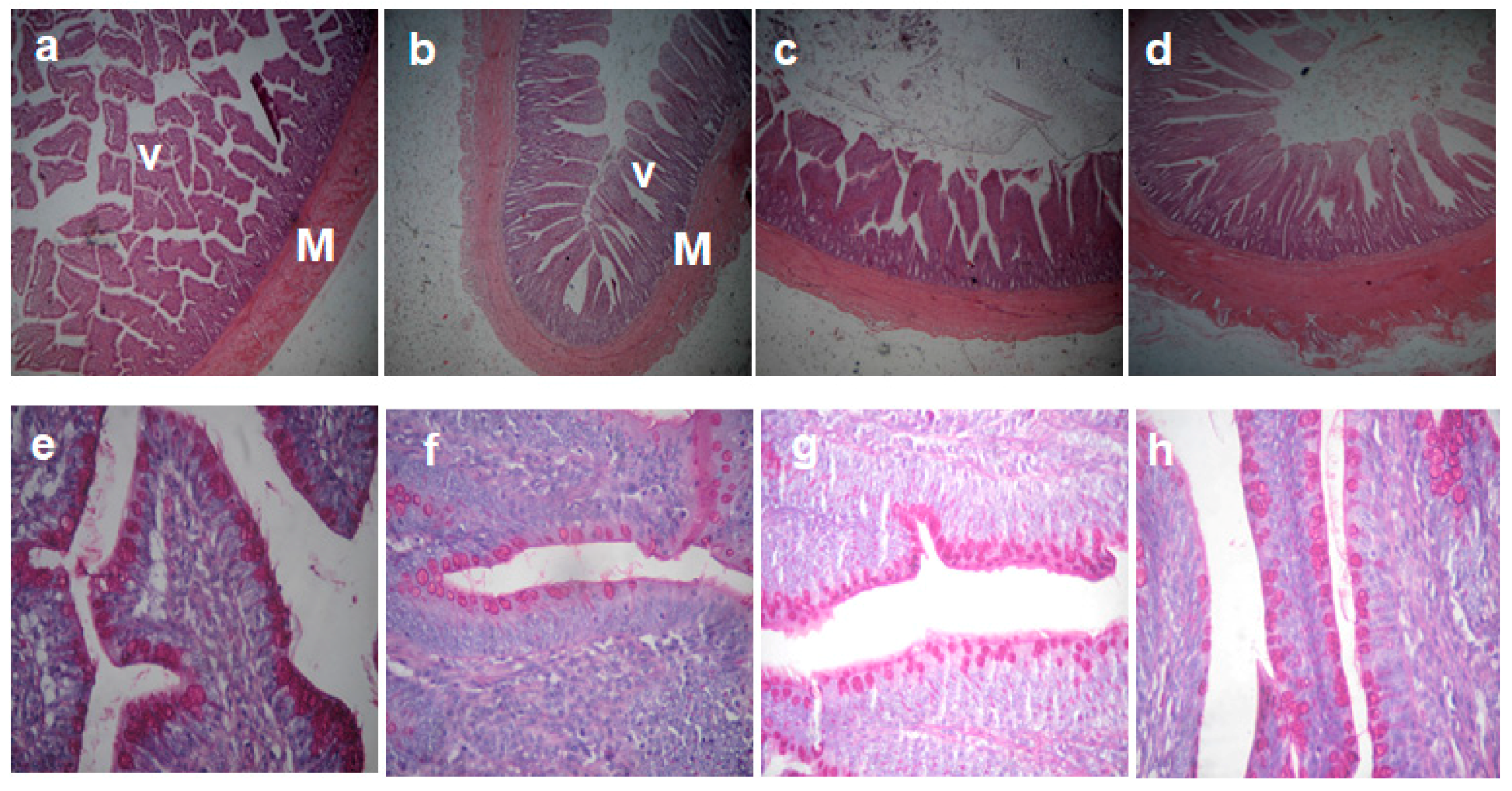 Animals 11 00057 g002