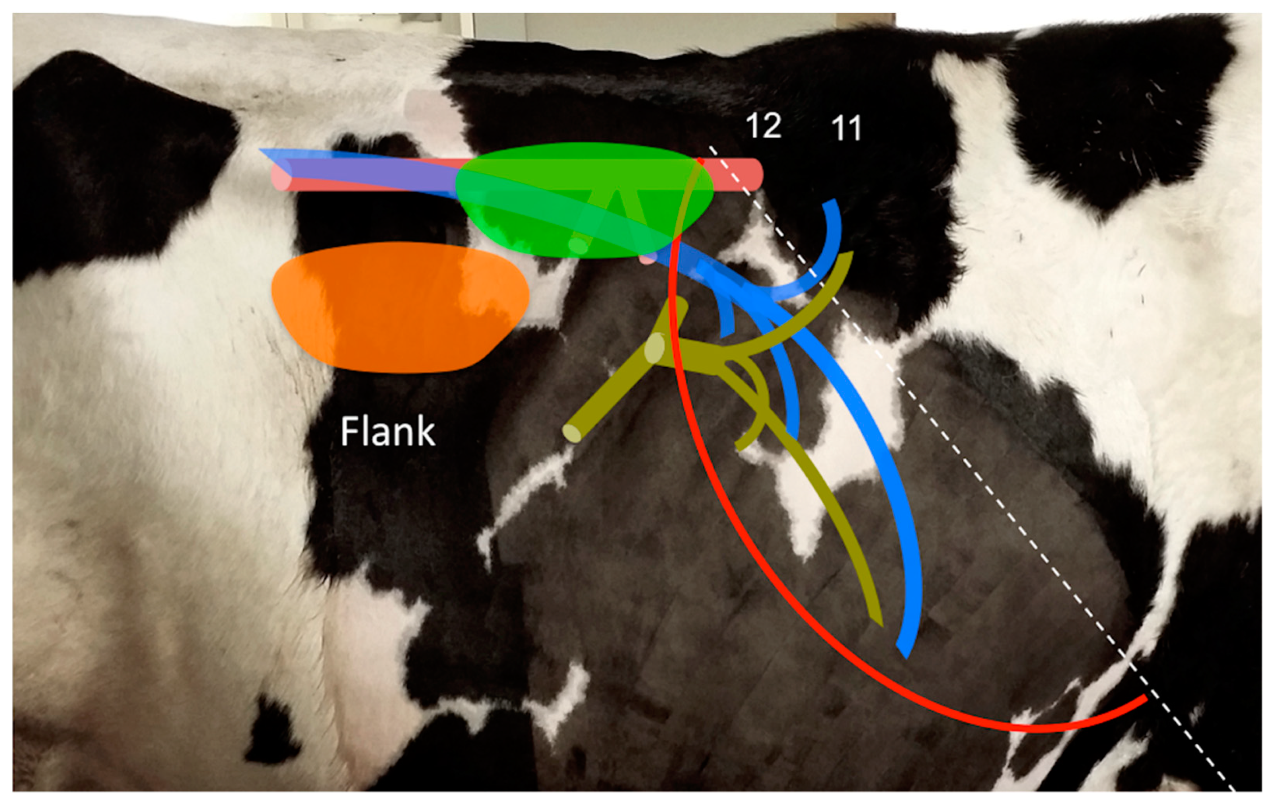 Animals 11 00063 g001 Animals 11 00063 g001