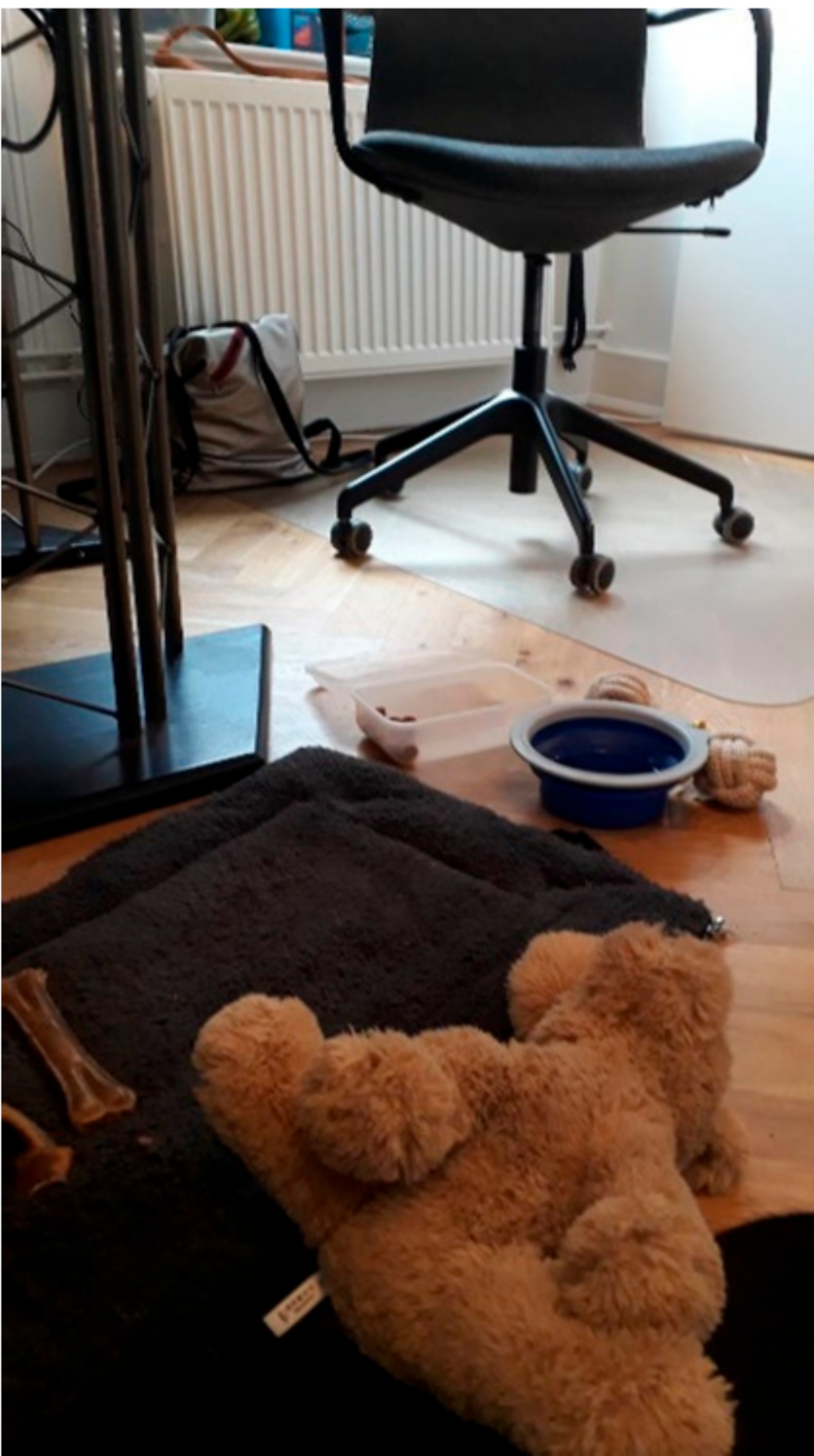 Animals 11 00089 g001