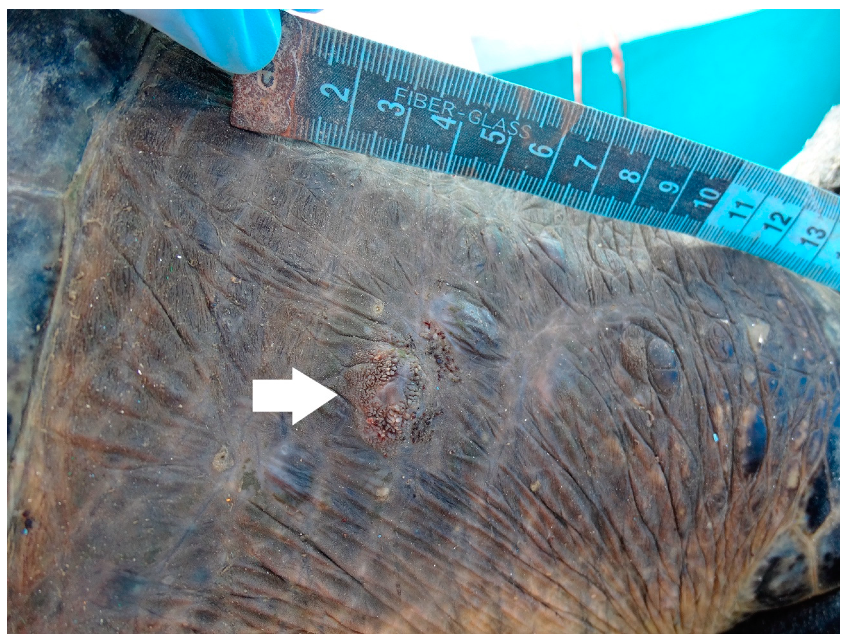 Animals 11 00105 g001