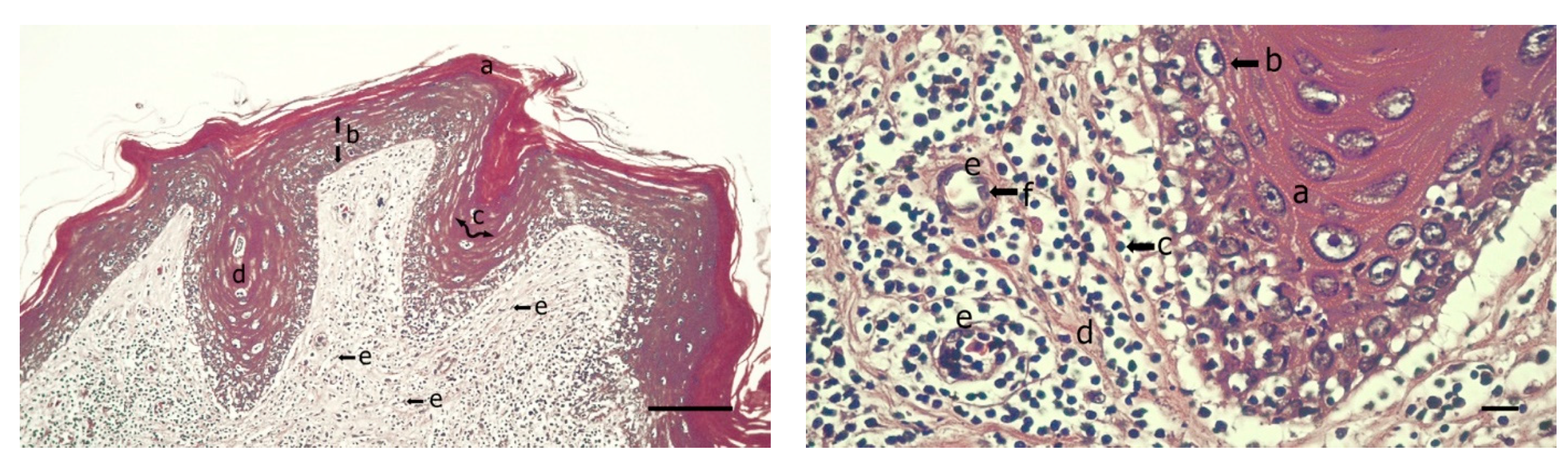 Animals 11 00105 g002