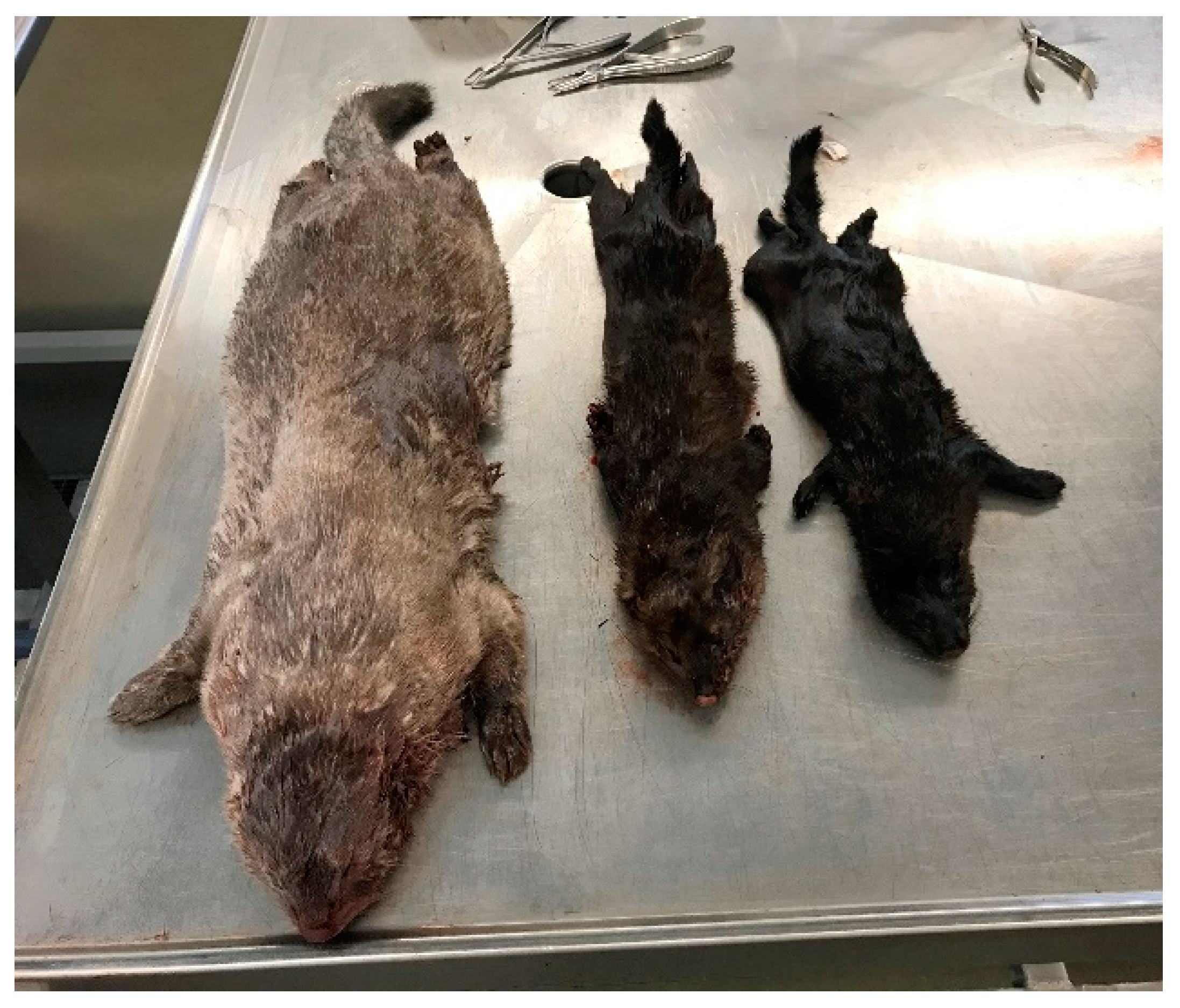 Animals 11 00162 g001 Animals 11 00162 g001