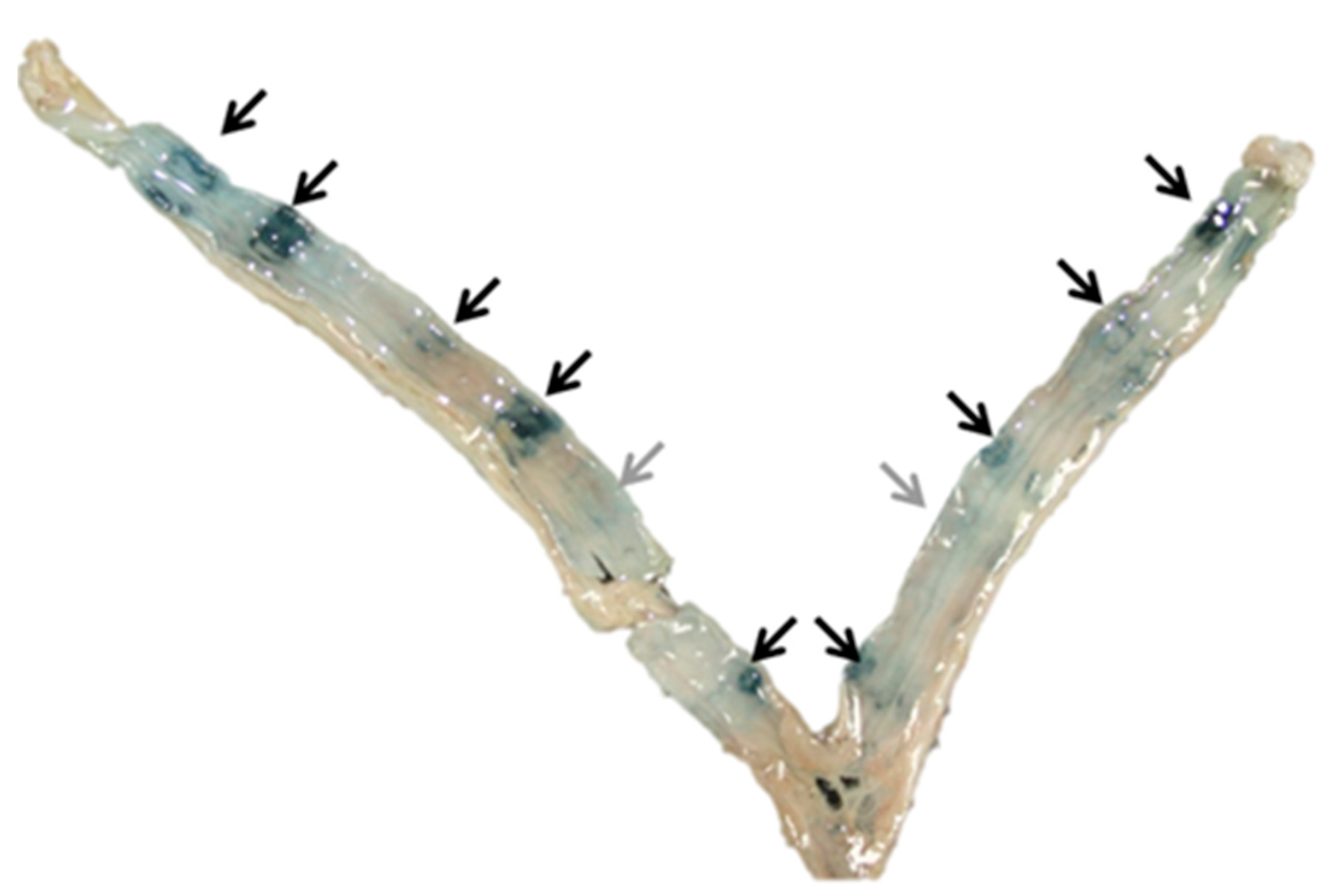 Animals 11 00162 g003 Animals 11 00162 g003