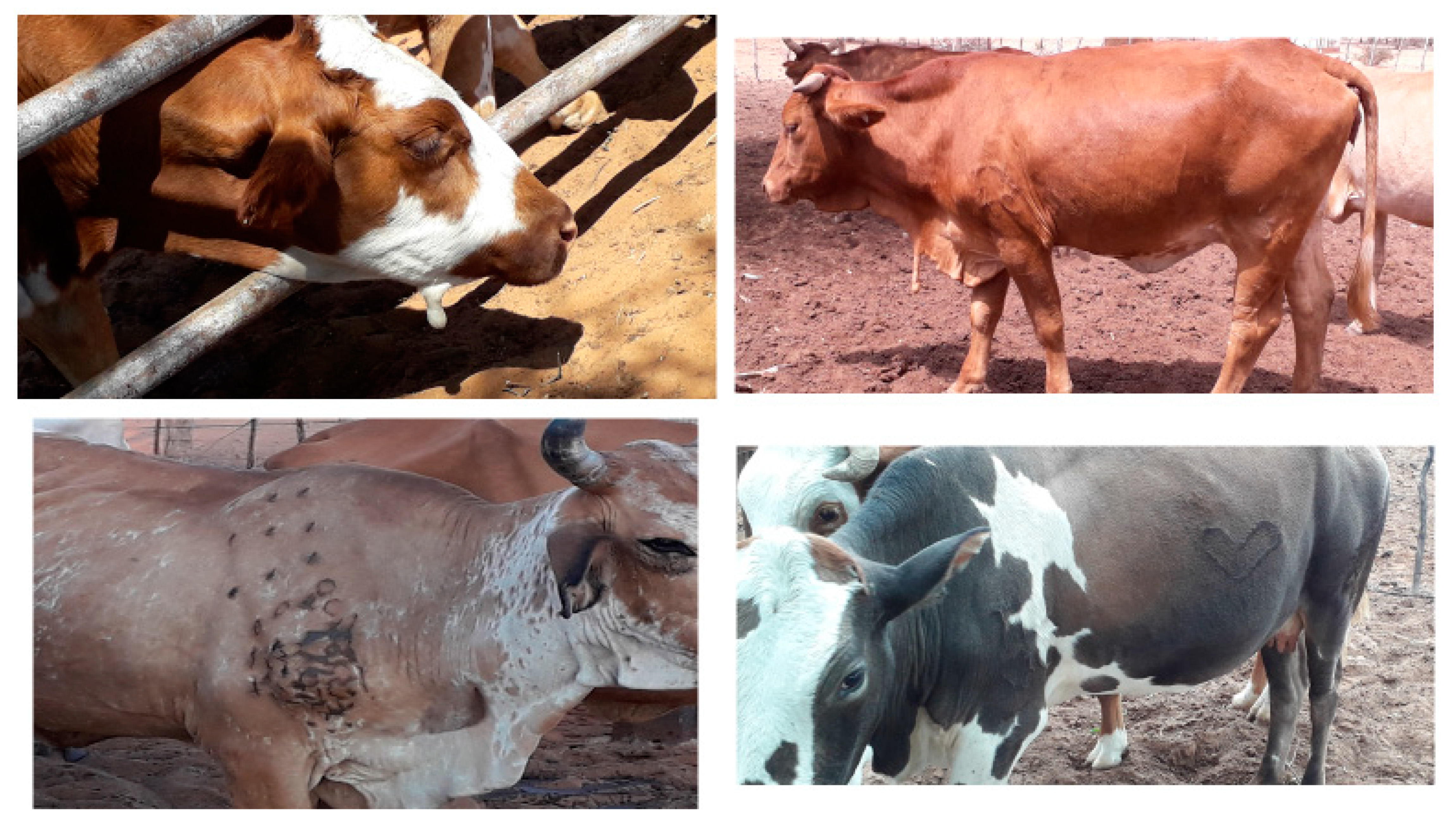 Animals 11 00165 i001