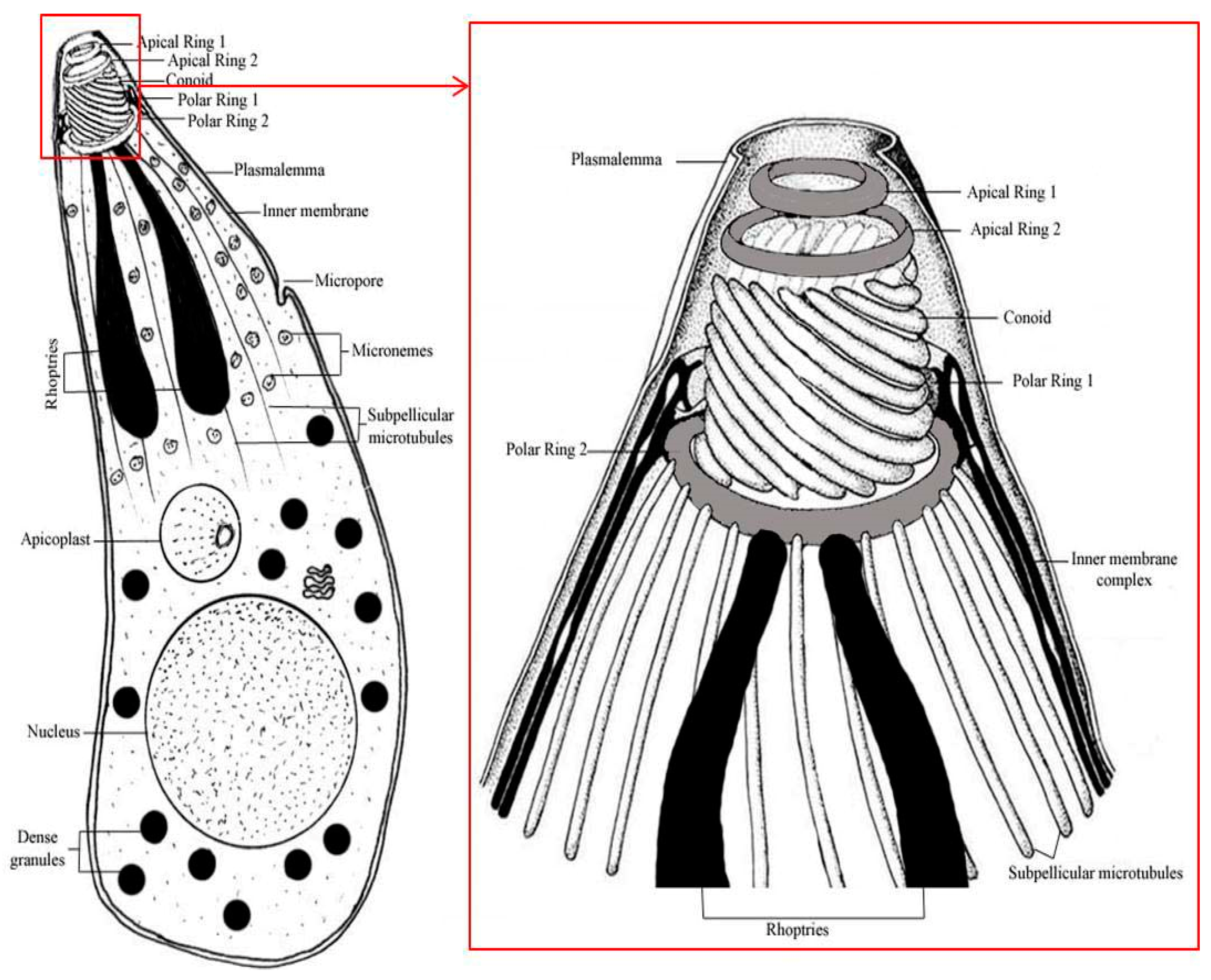 Animals 11 00170 g001