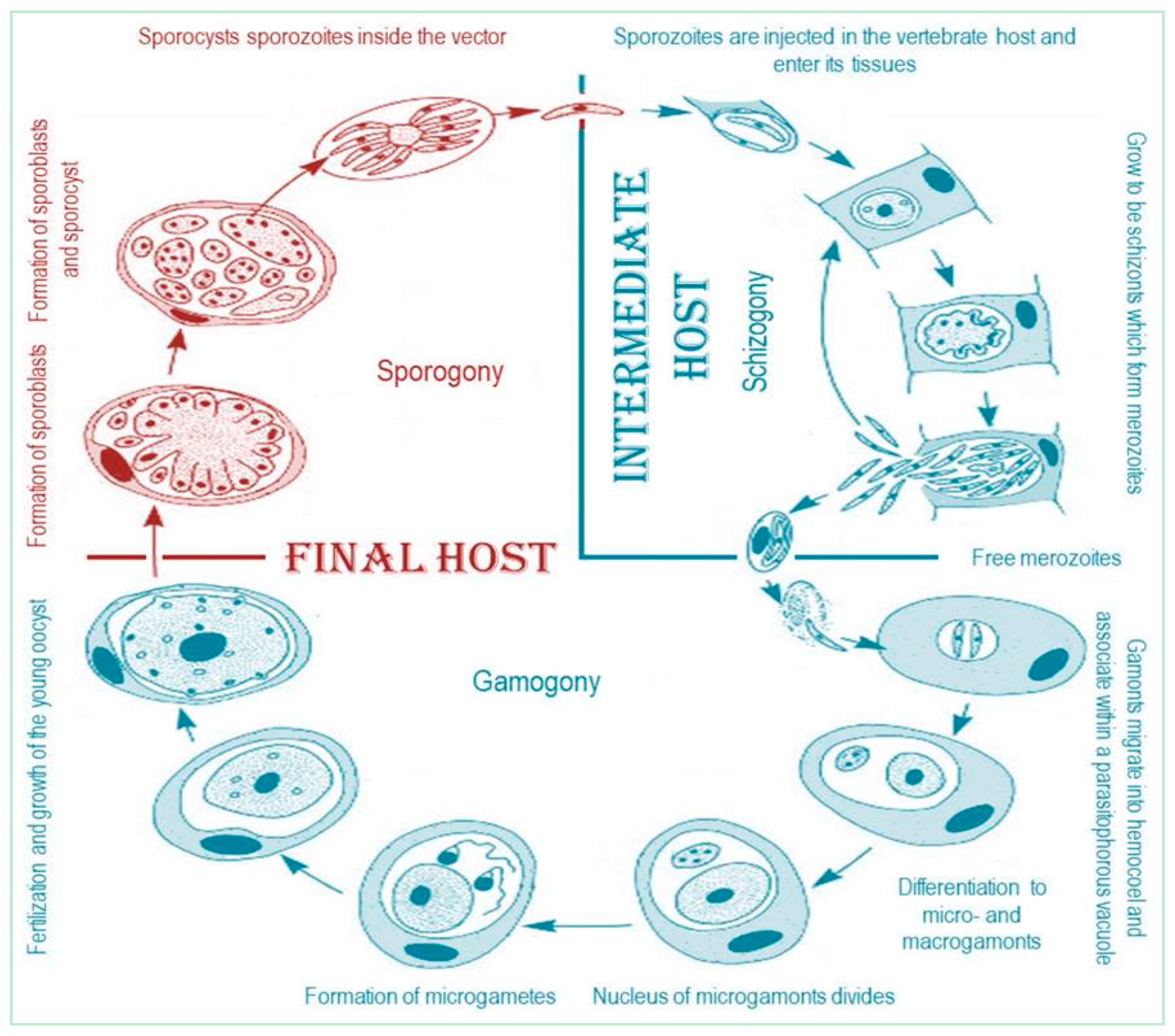 Animals 11 00170 g003