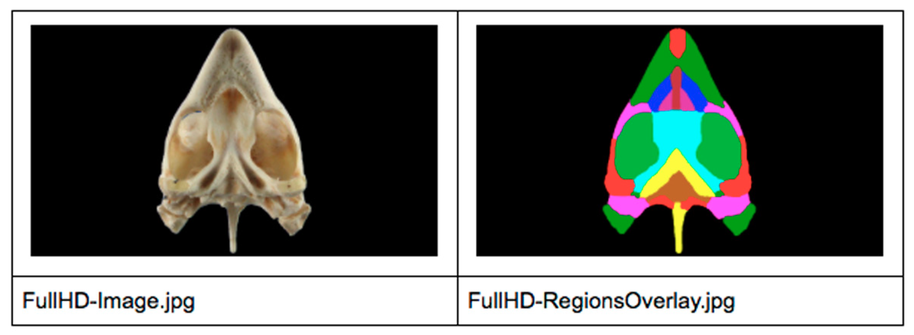 Animals 11 00198 g001