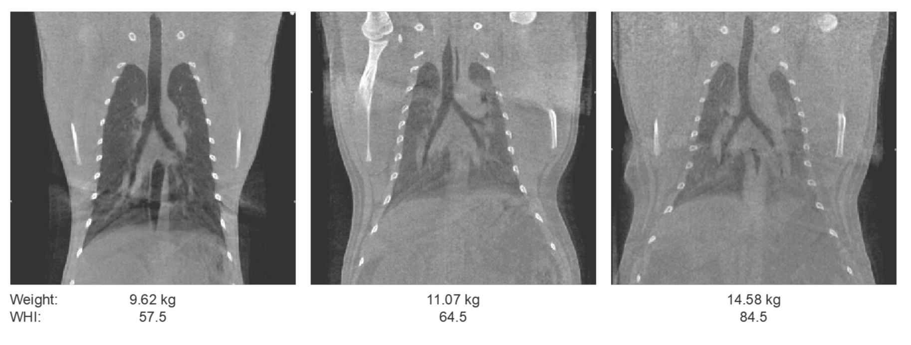 Animals 11 00204 g002