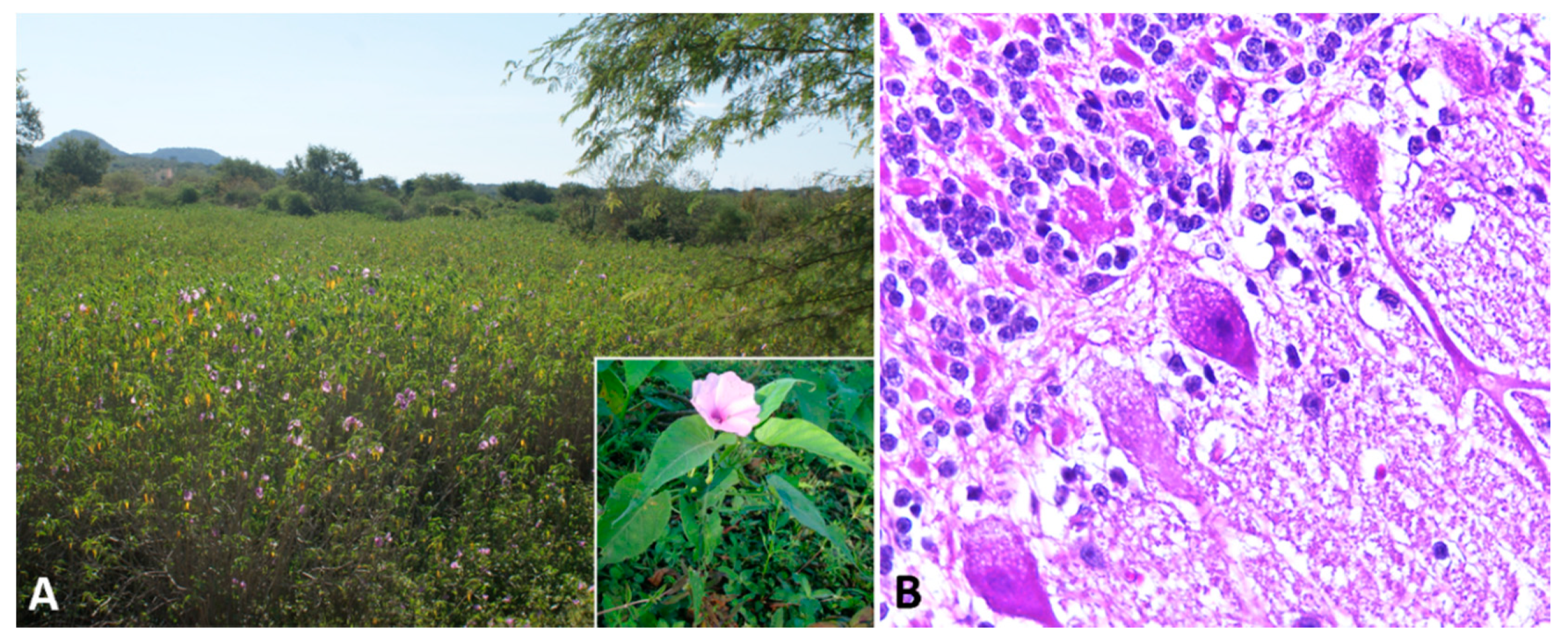 Animals 11 00229 g002 Animals 11 00229 g002