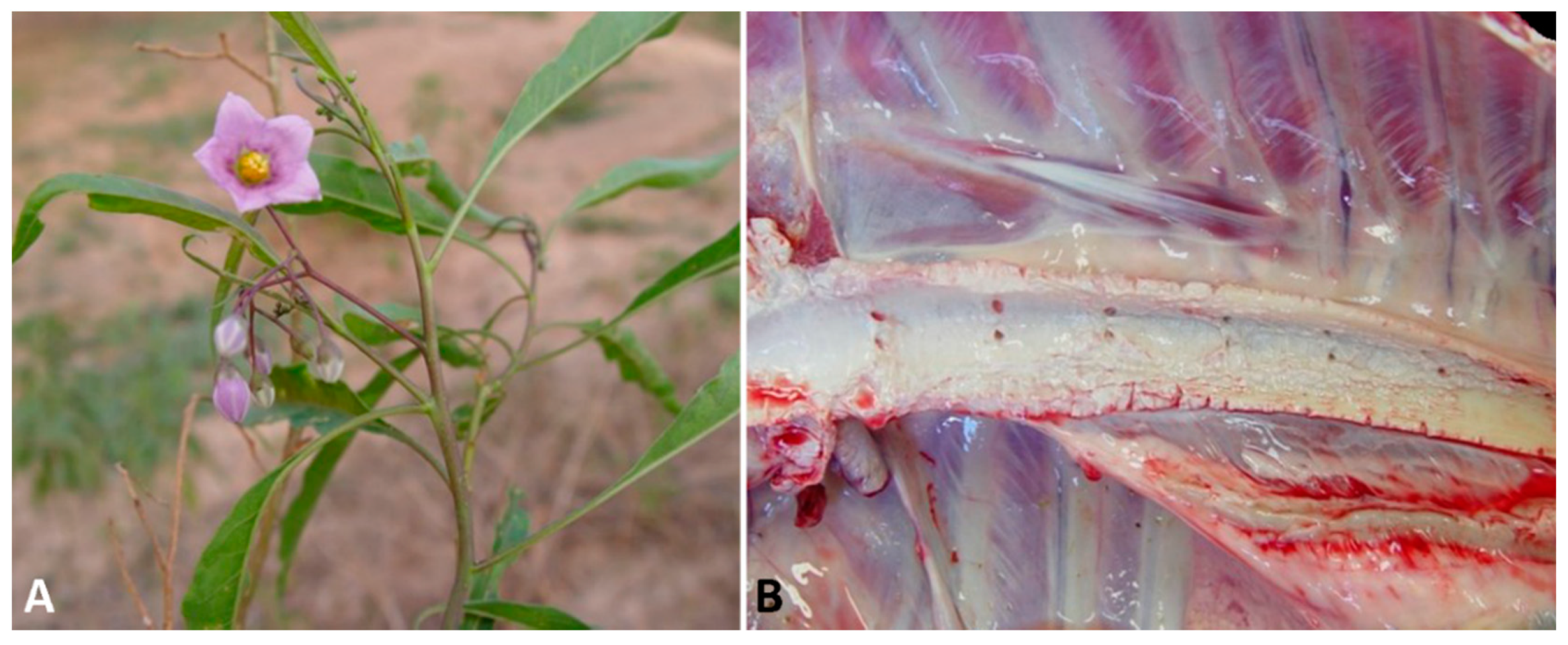 Animals 11 00229 g003 Animals 11 00229 g003