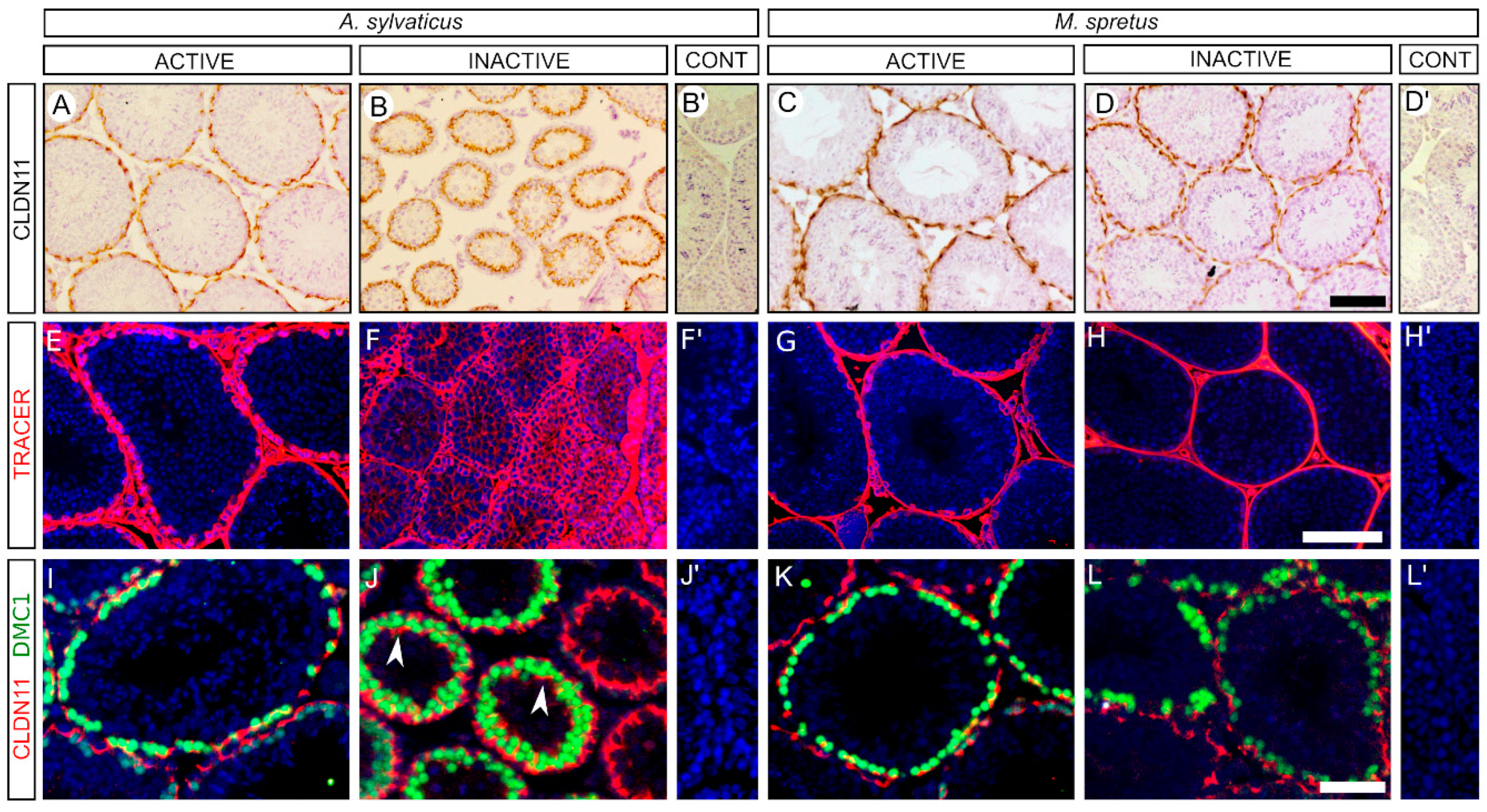 Animals 11 00243 g003