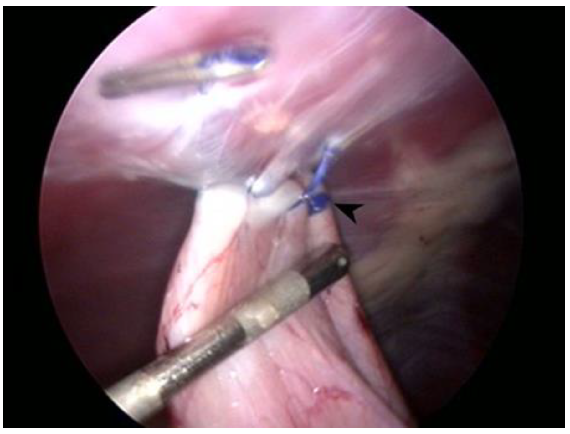 Animals 11 00255 g002