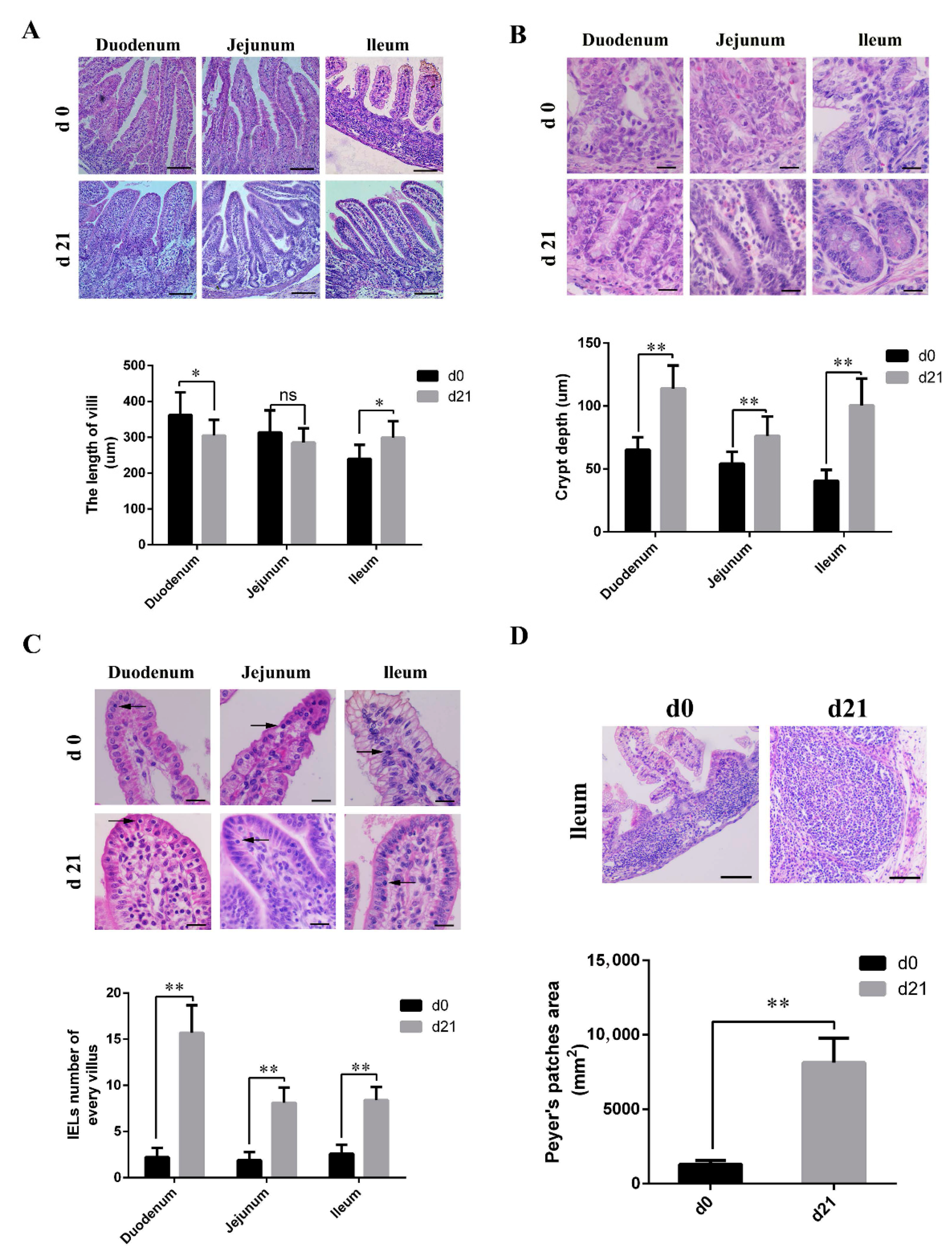 Animals 11 00271 g001