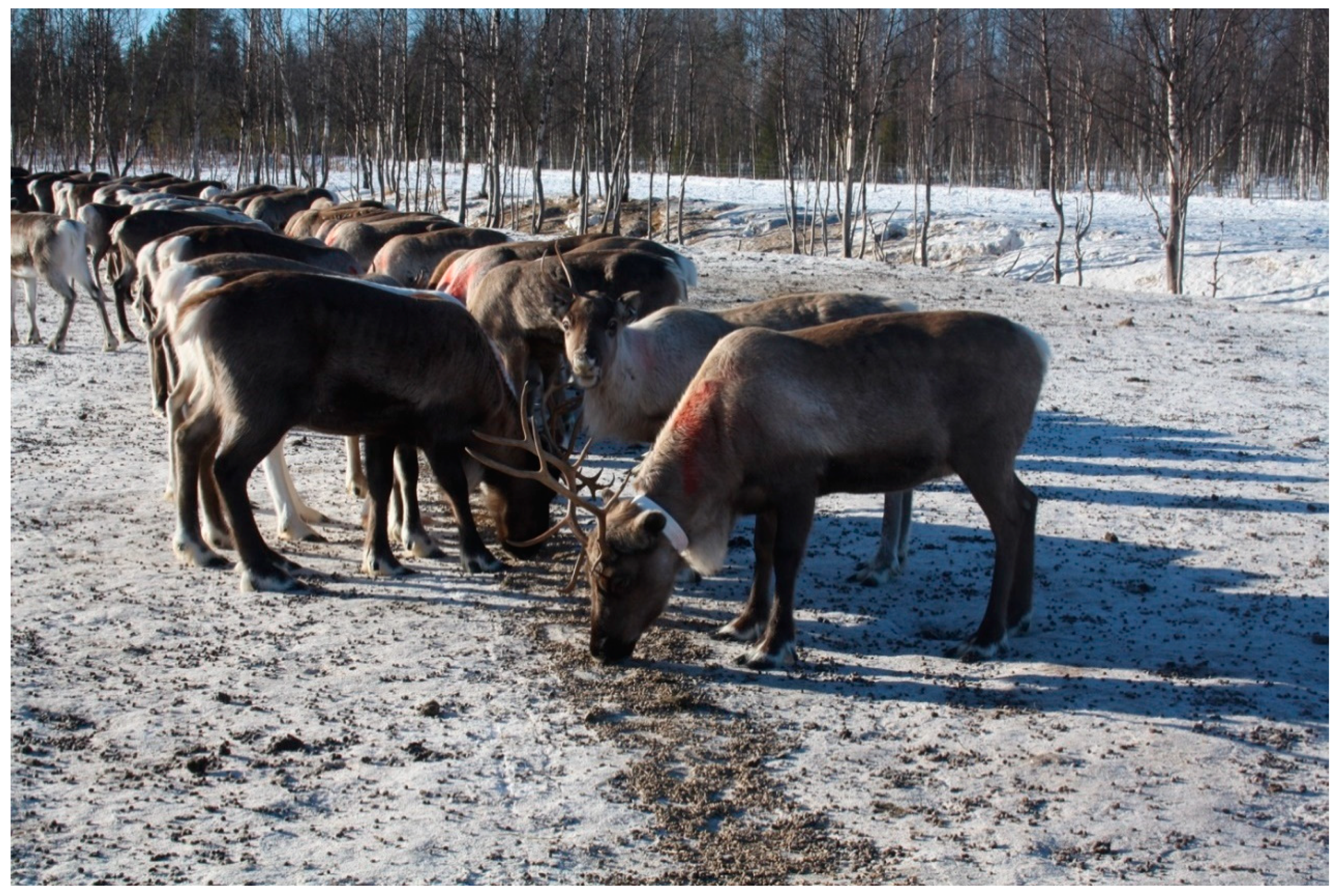 Animals 11 00297 g003 Animals 11 00297 g003