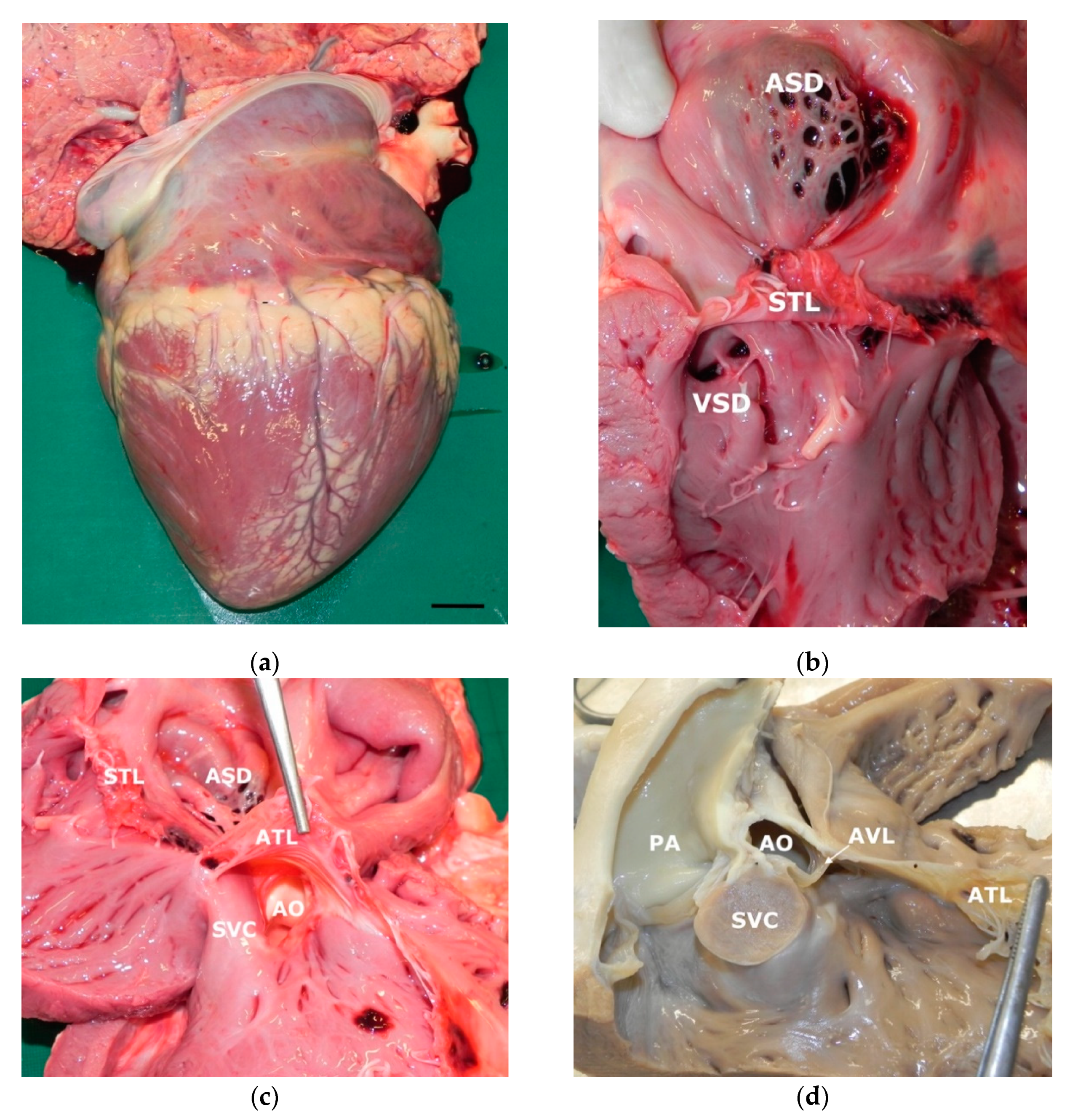 Animals 11 00318 g002 Animals 11 00318 g002