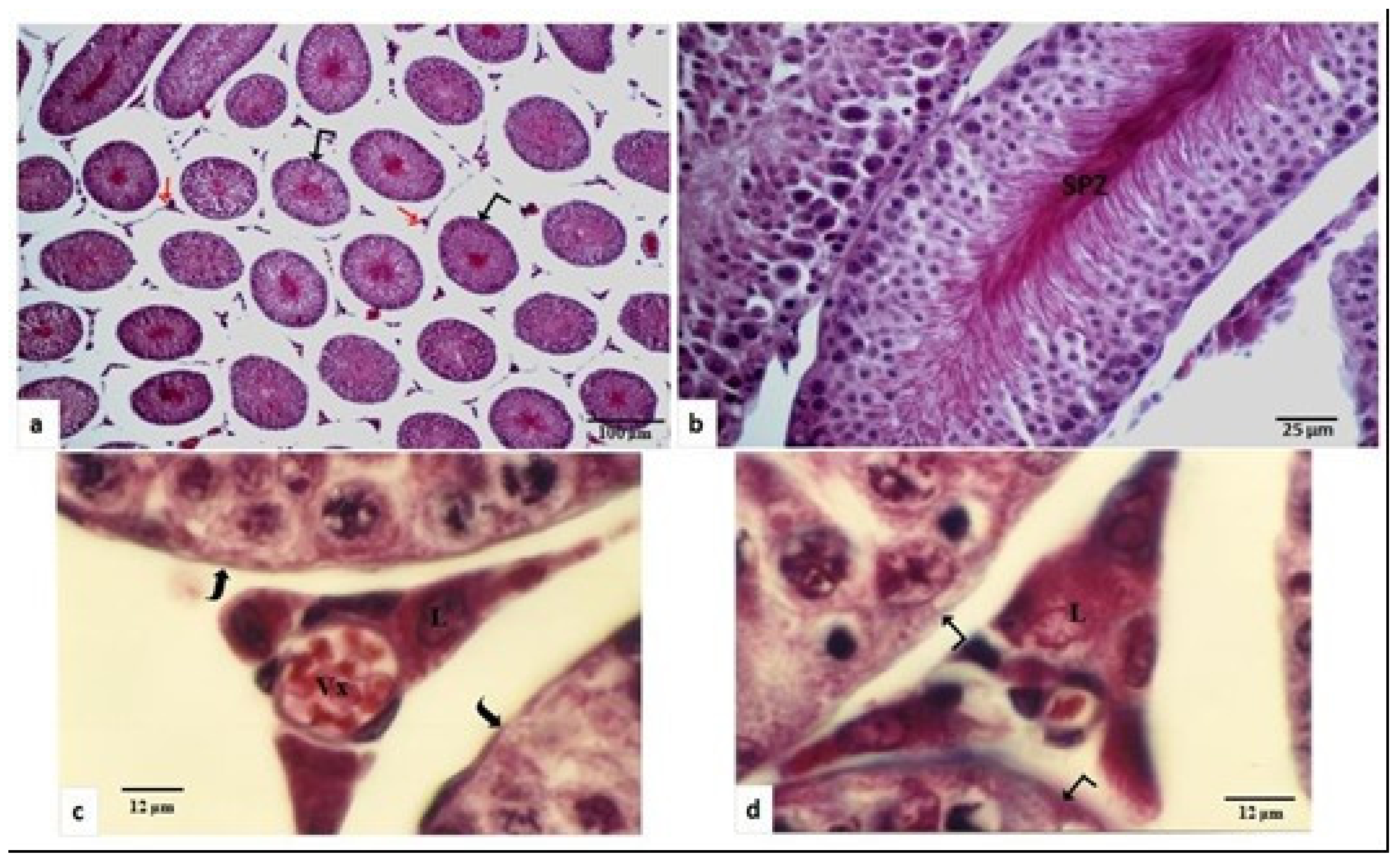 Animals 11 00320 g001